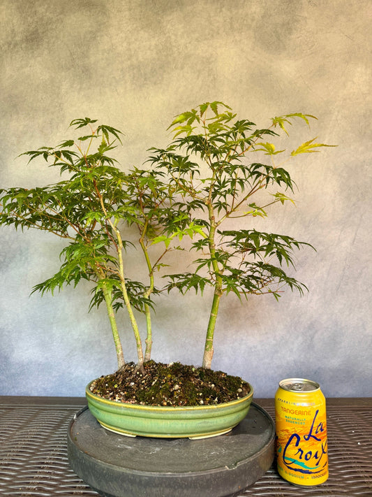 Japanese Maple Forest #1