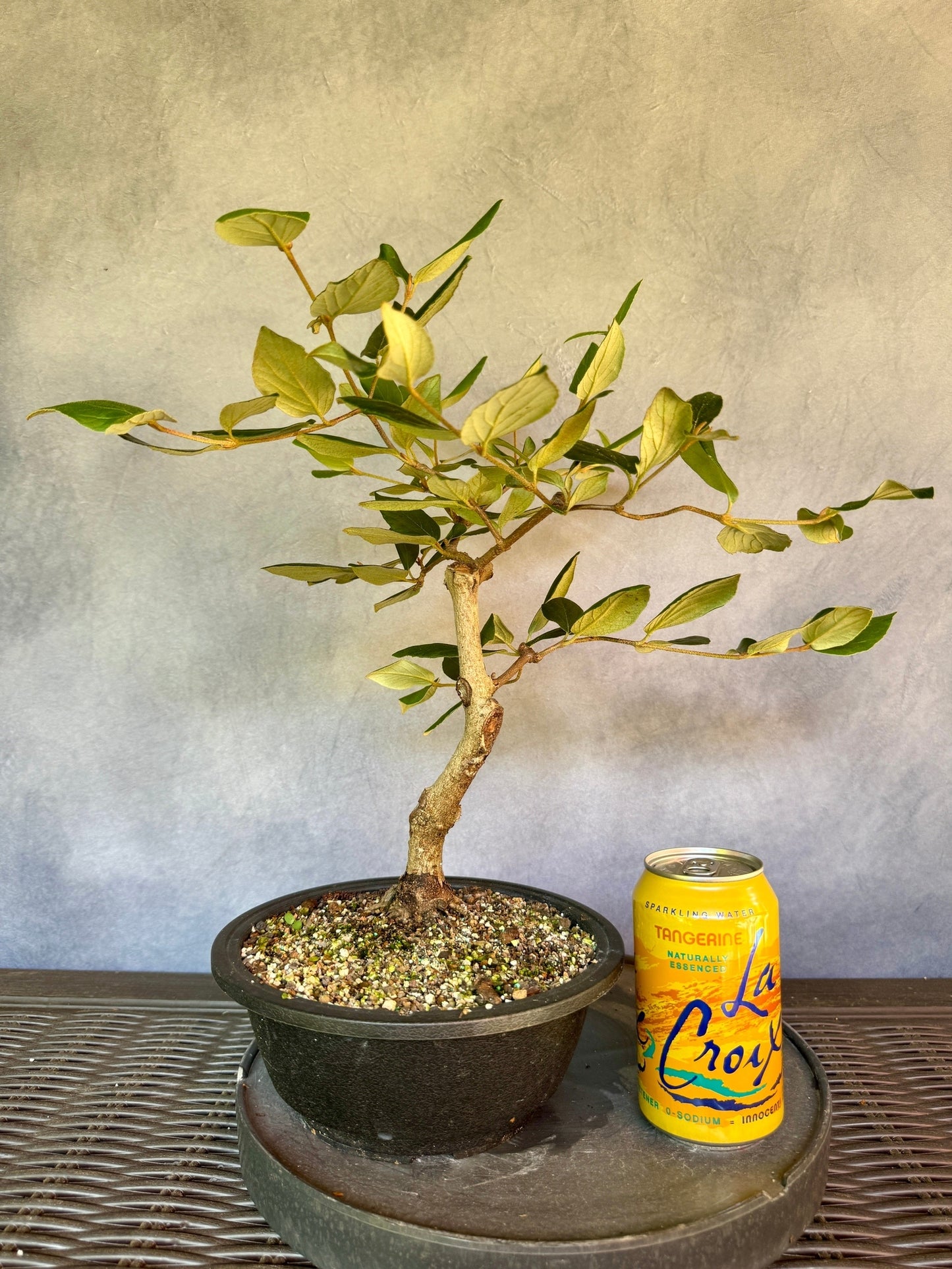 Koreanspice Viburnum #1