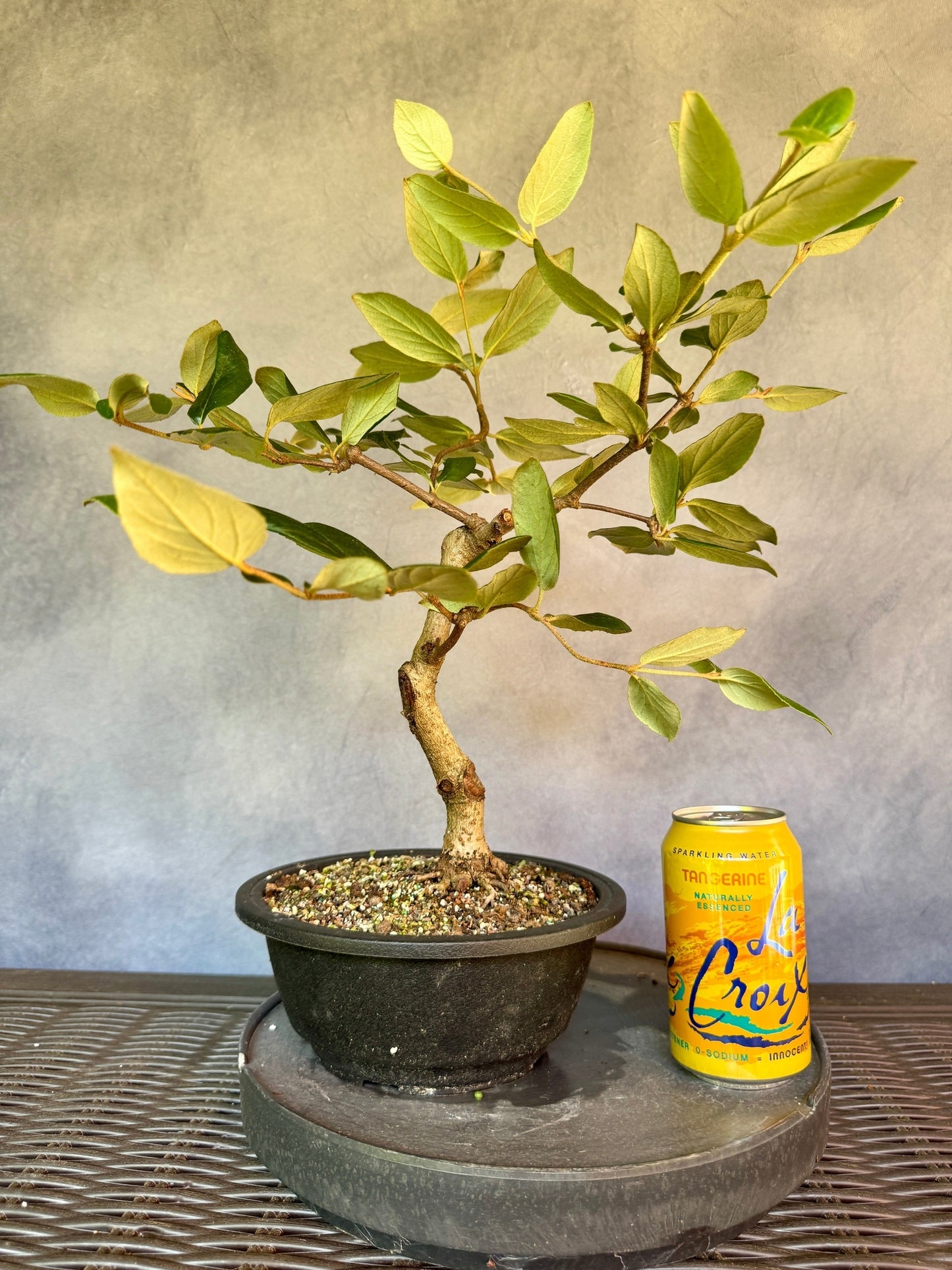 Koreanspice Viburnum #1