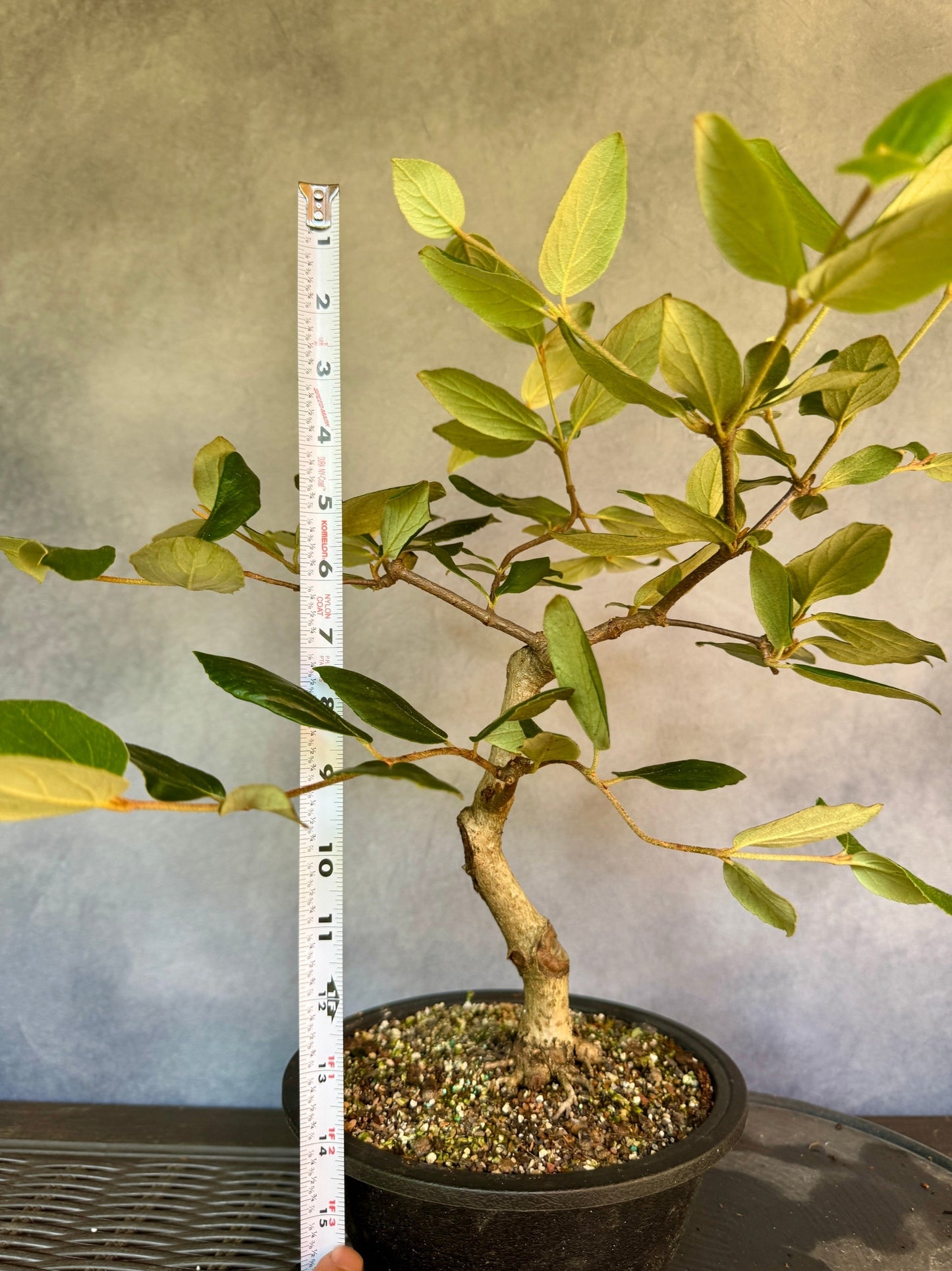 Koreanspice Viburnum #1