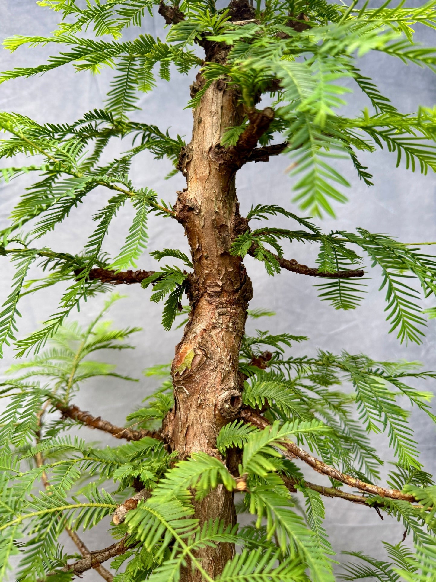 Dawn Redwood #1