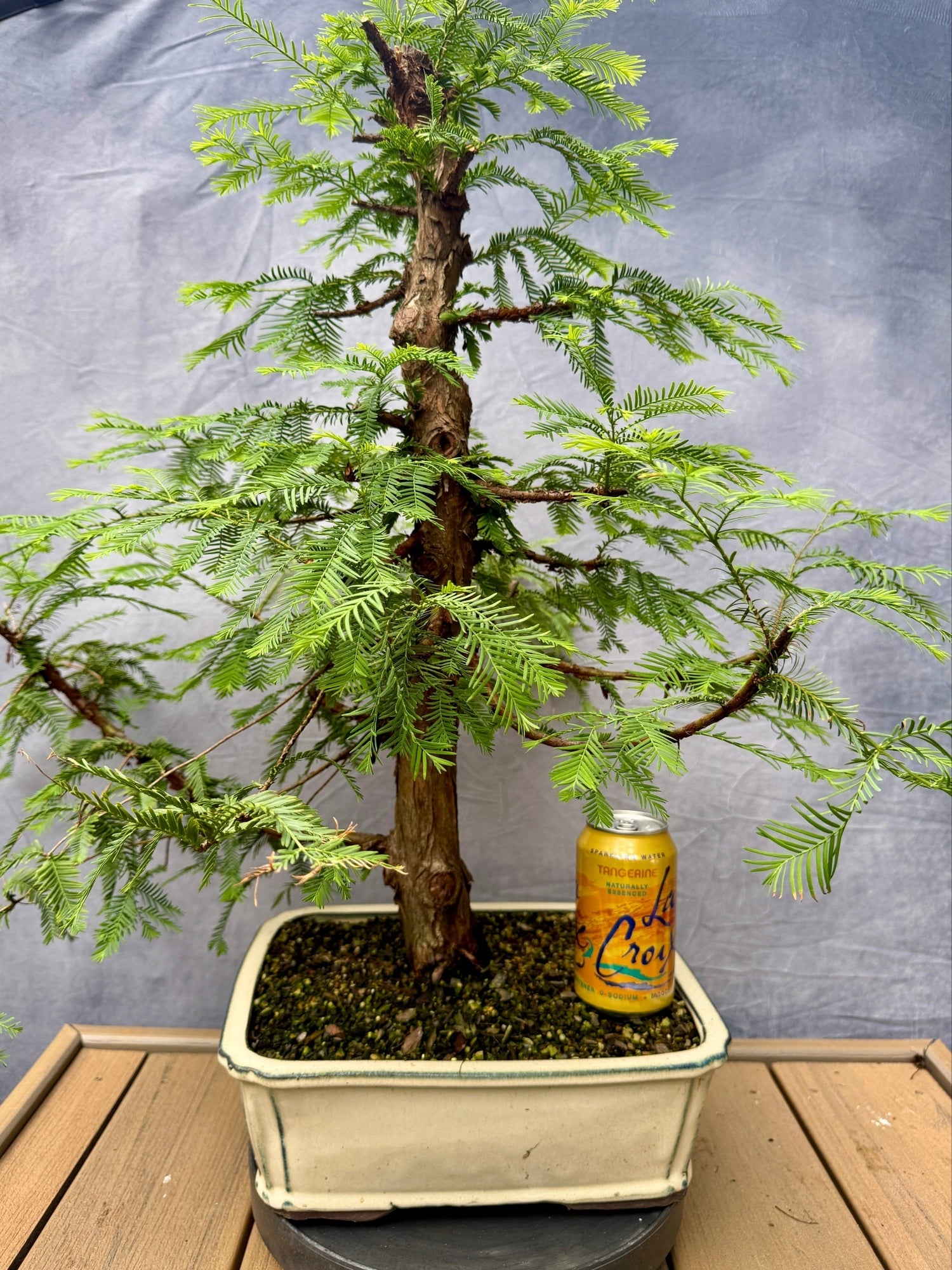 dawn redwood tree bonsai Dawn Redwood #1