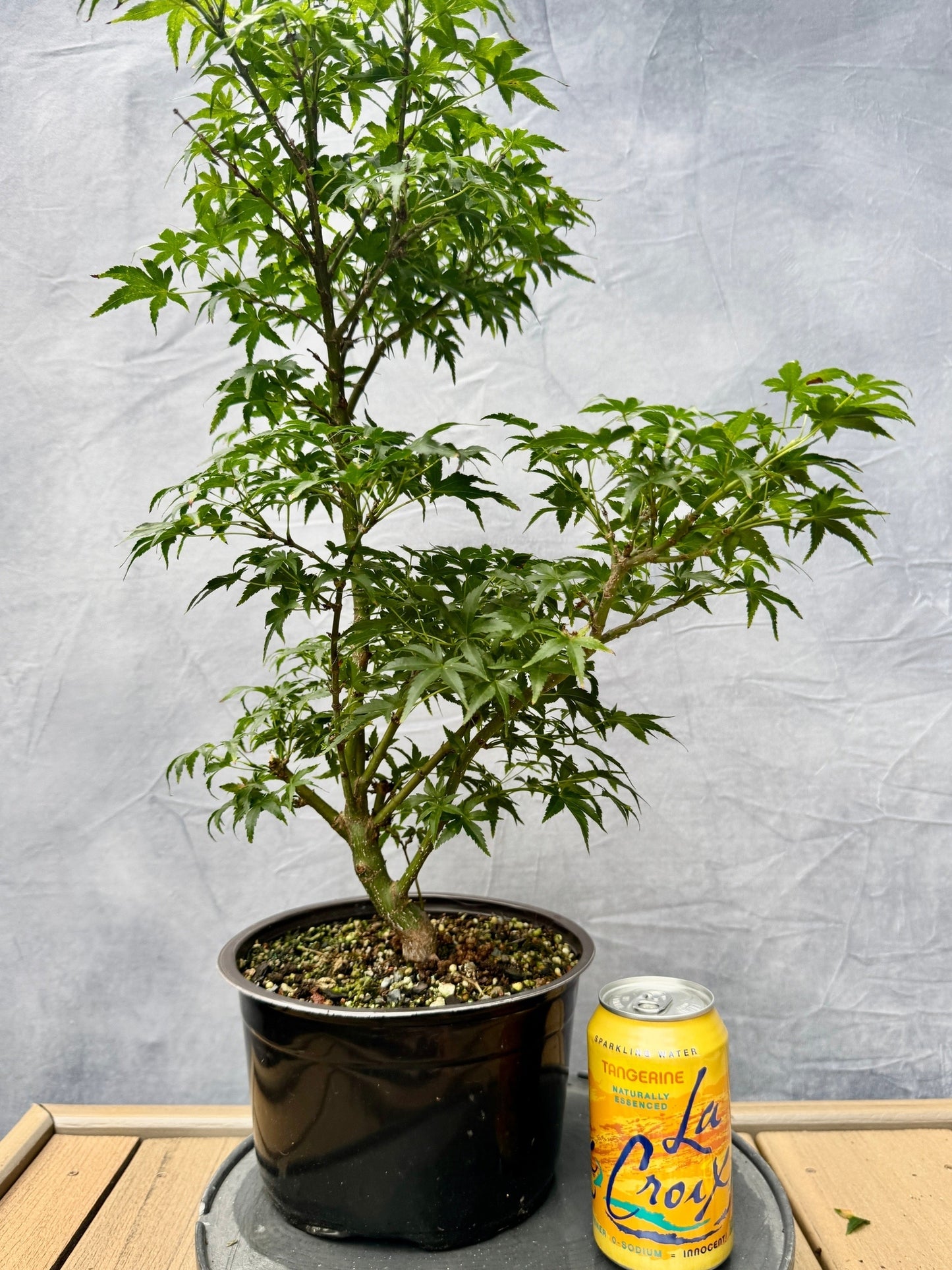 Sharp's Pygmy Japanese Maple #3