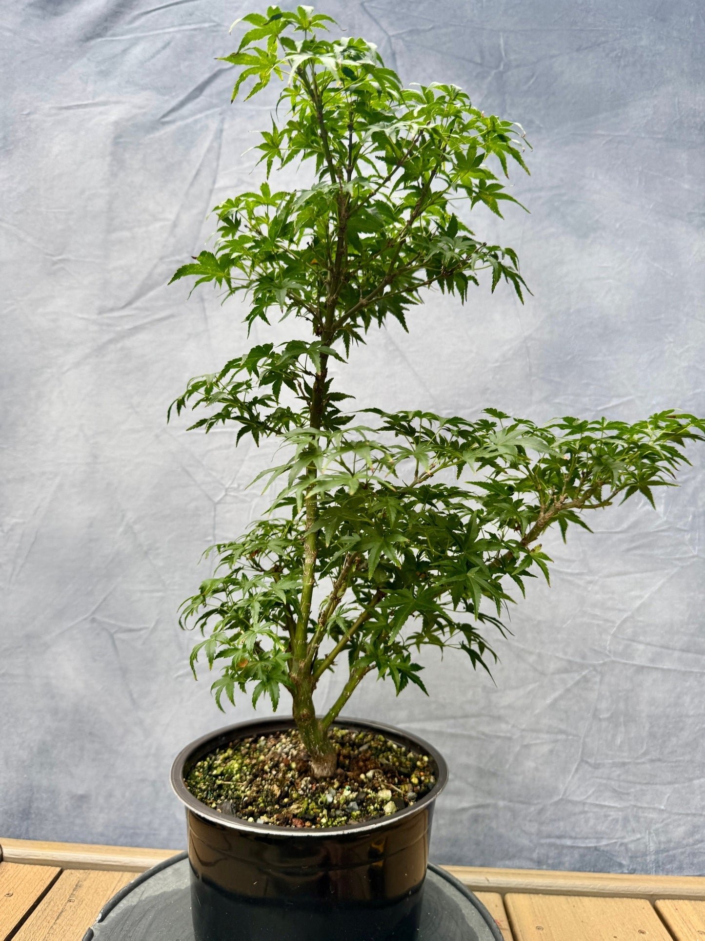 Sharp's Pygmy Japanese Maple #3