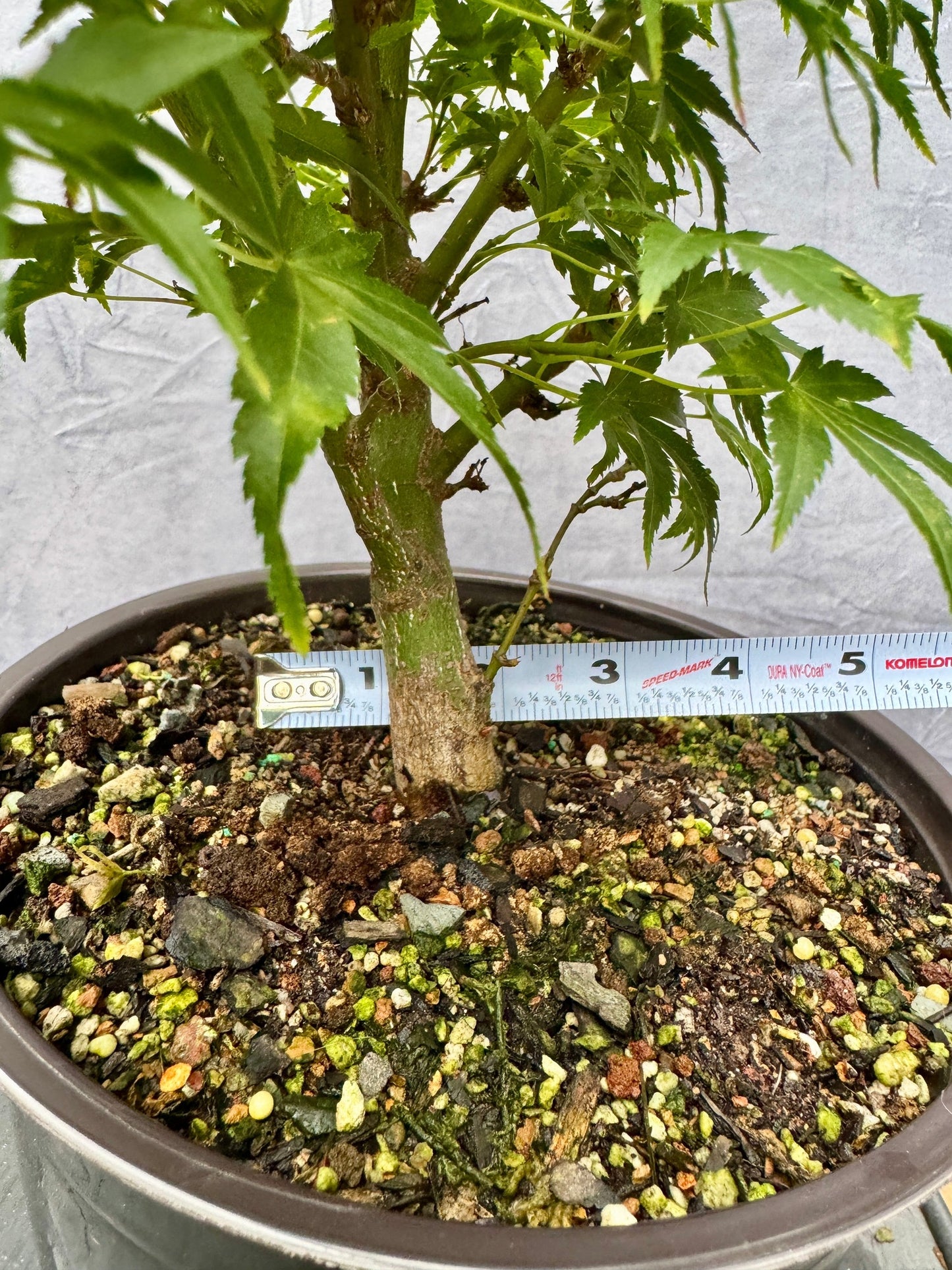 Sharp's Pygmy Japanese Maple #3