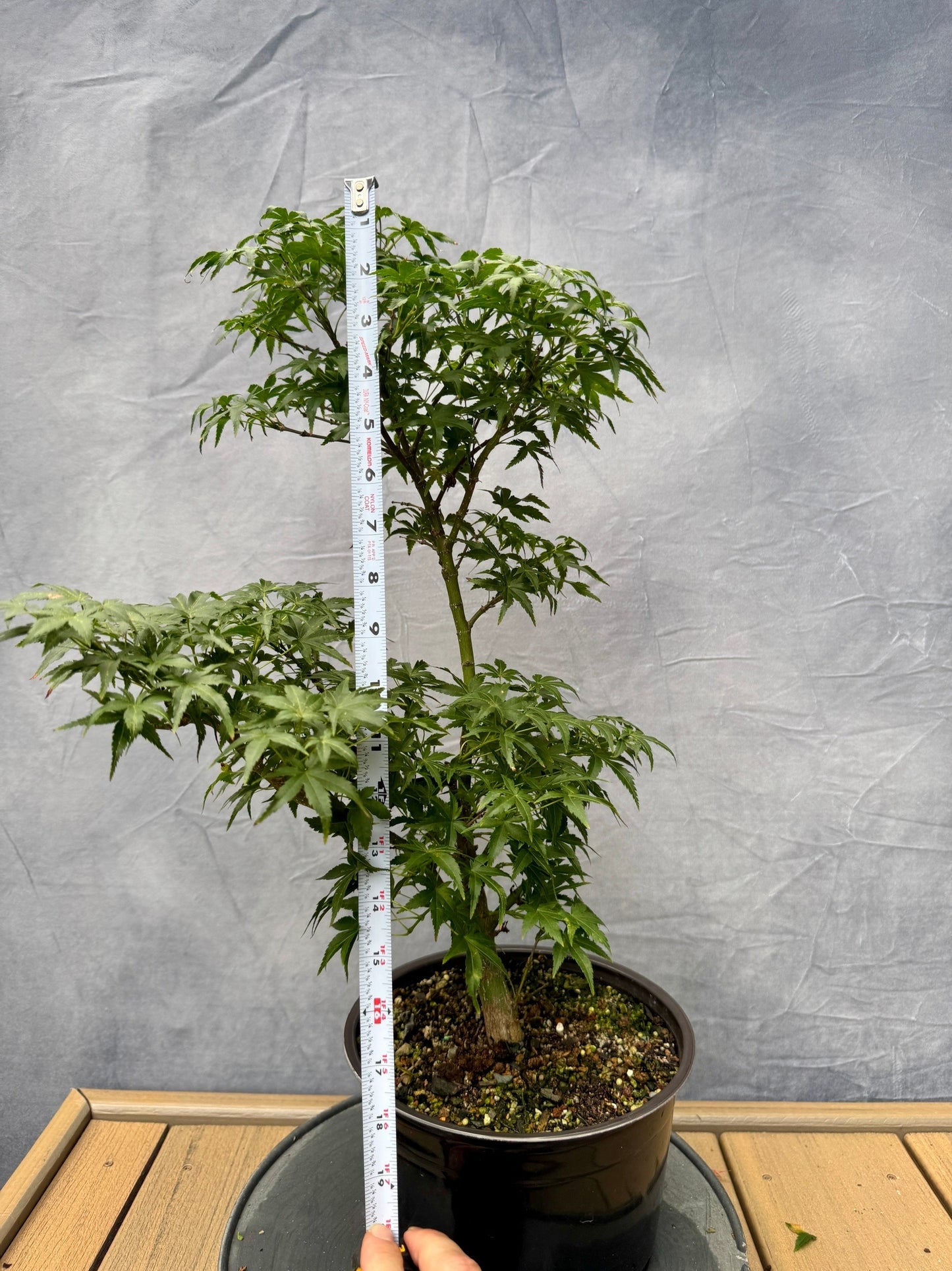 Sharp's Pygmy Japanese Maple #3