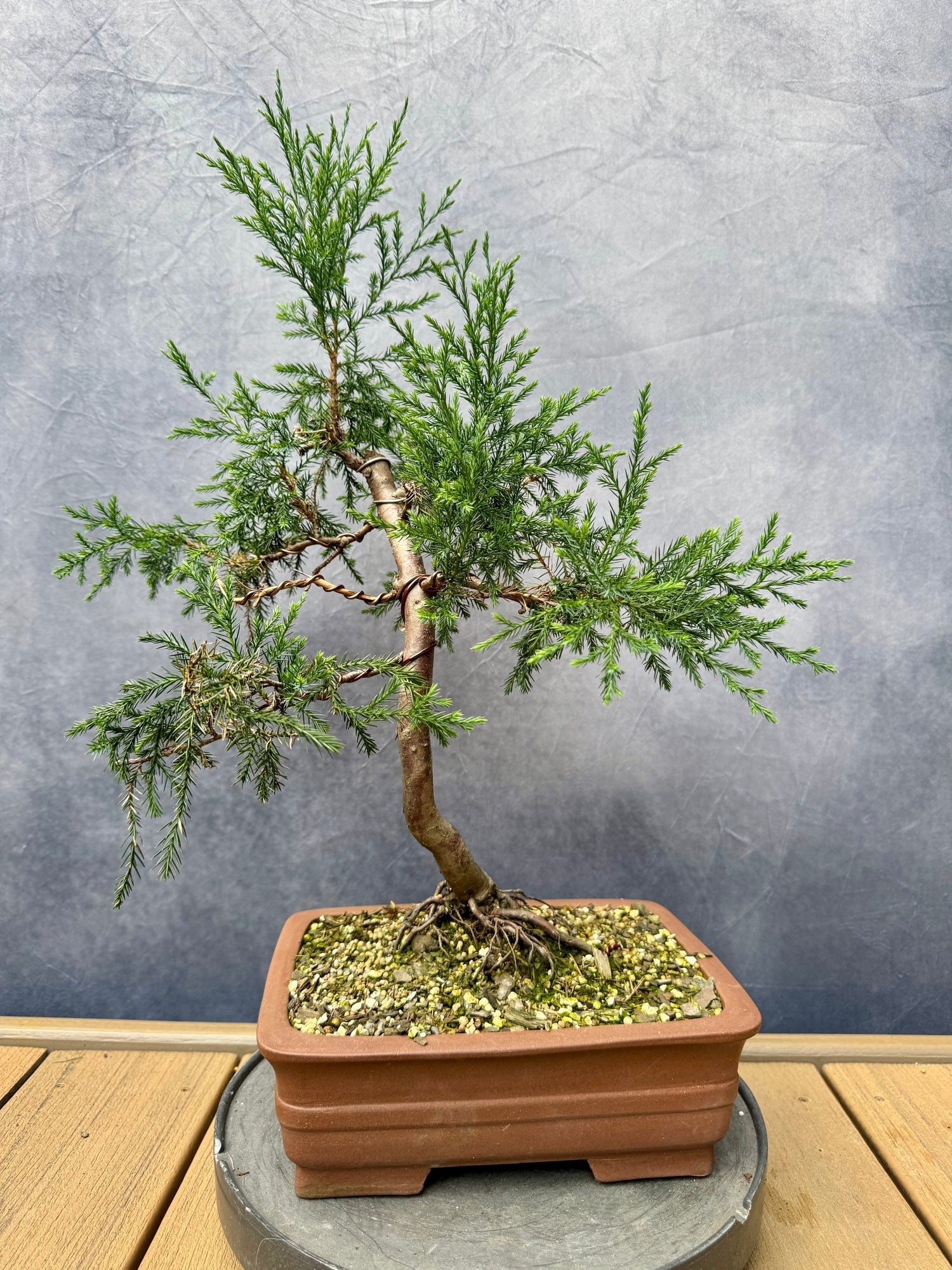 red cedar bonsai tree Eastern Red Cedar #1