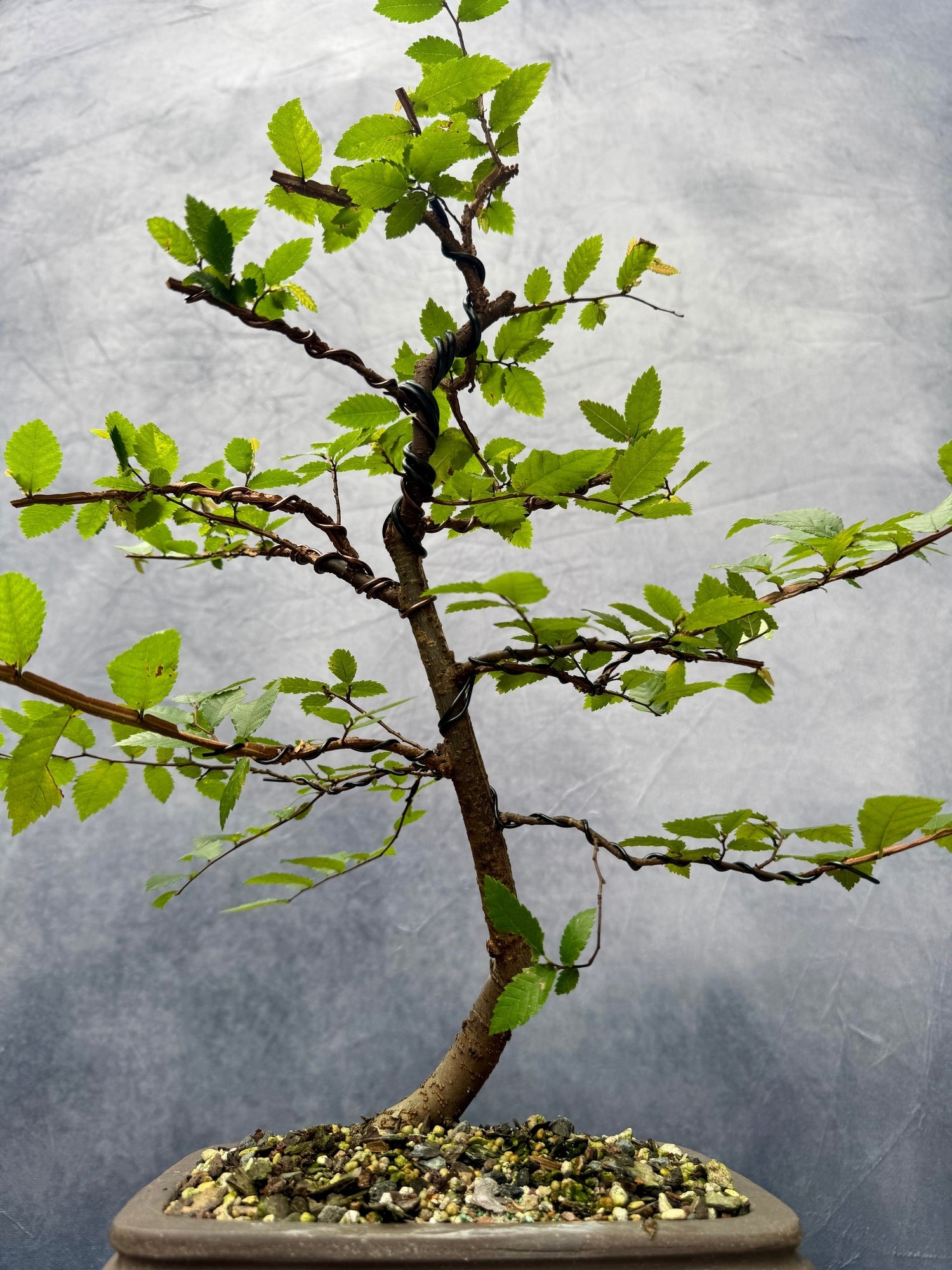 elm bonsai tree for sale Winged Elm #1