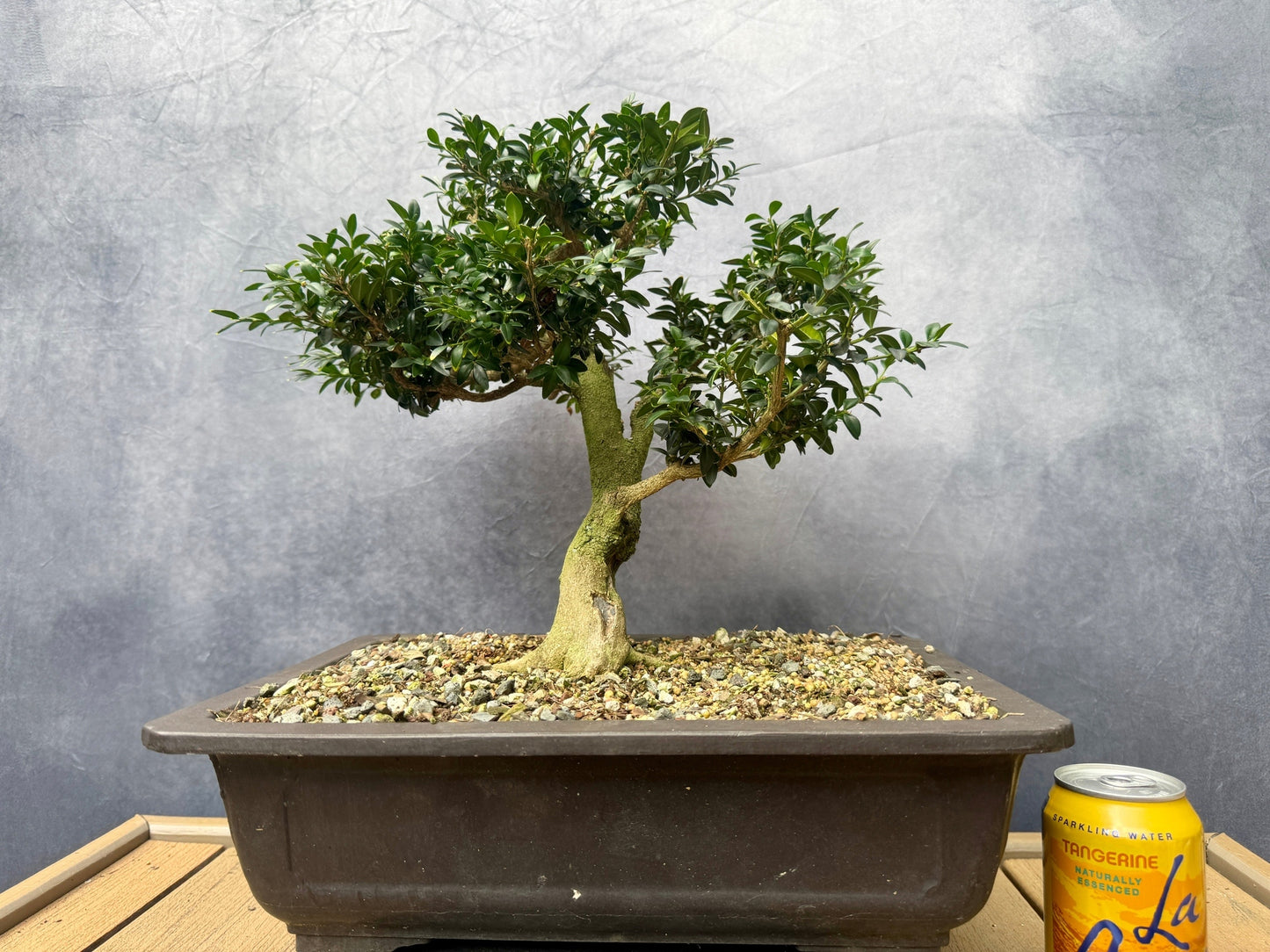 Boxwood #2