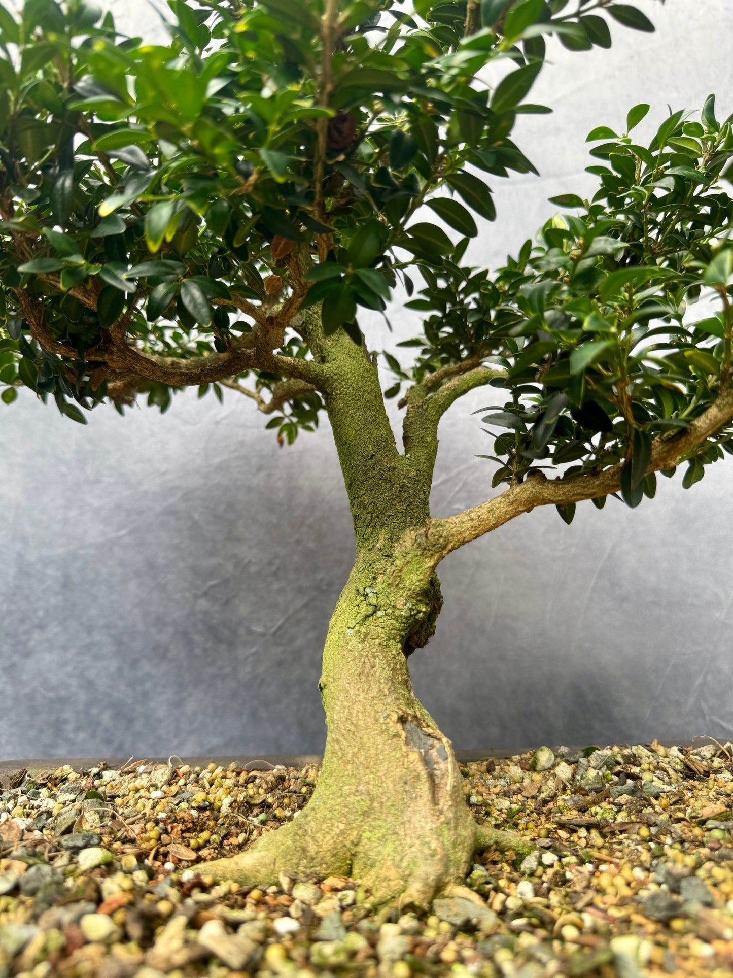 Boxwood #2