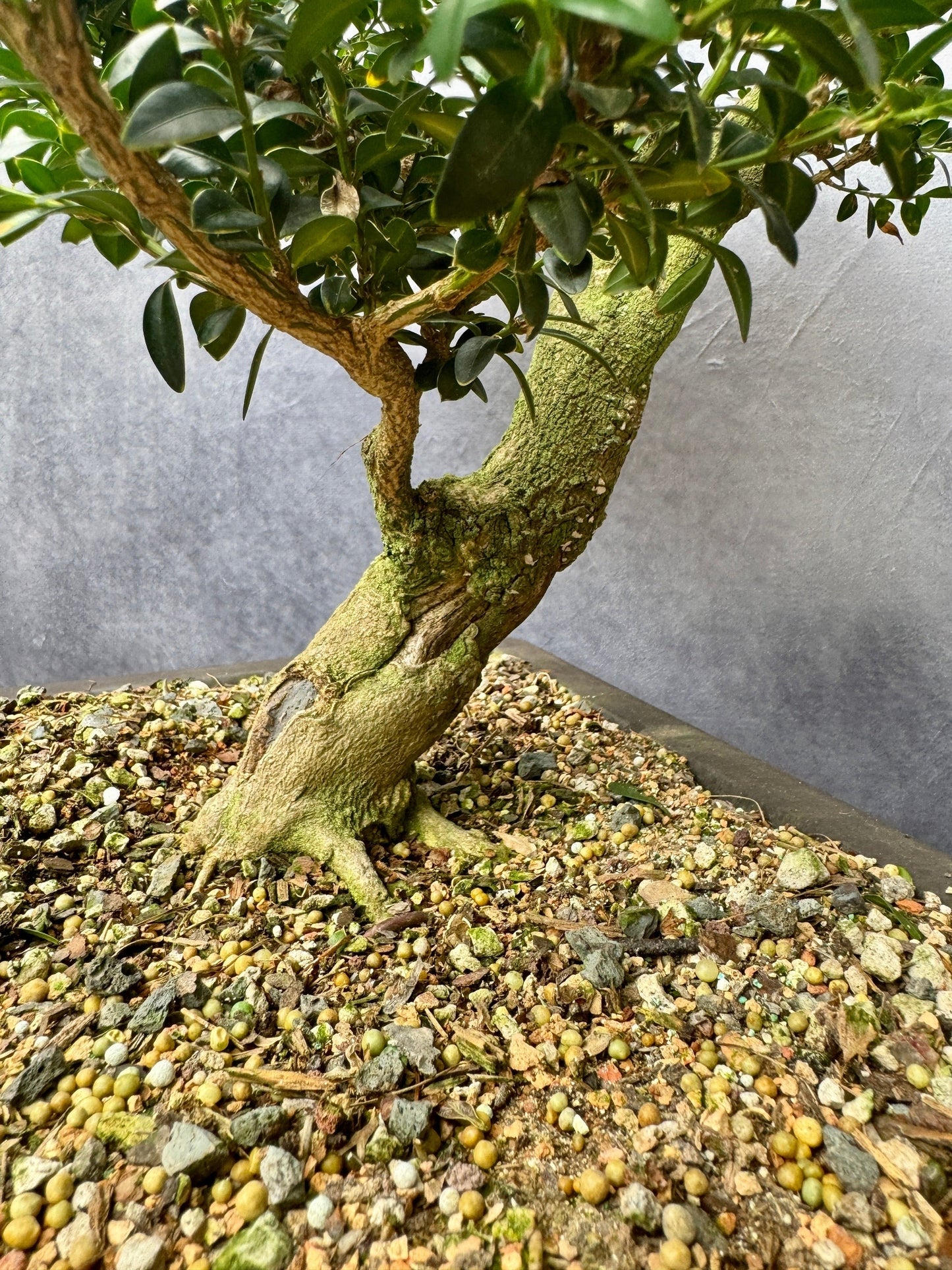 Boxwood #2