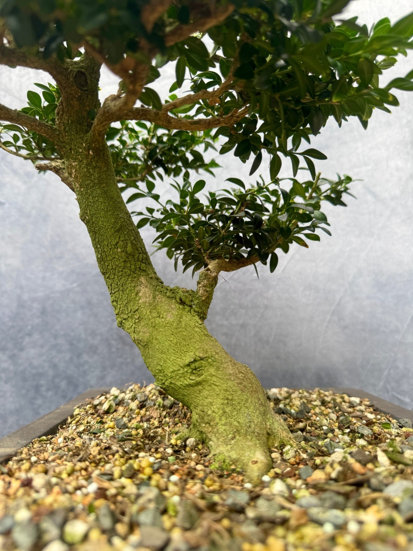 Boxwood #2