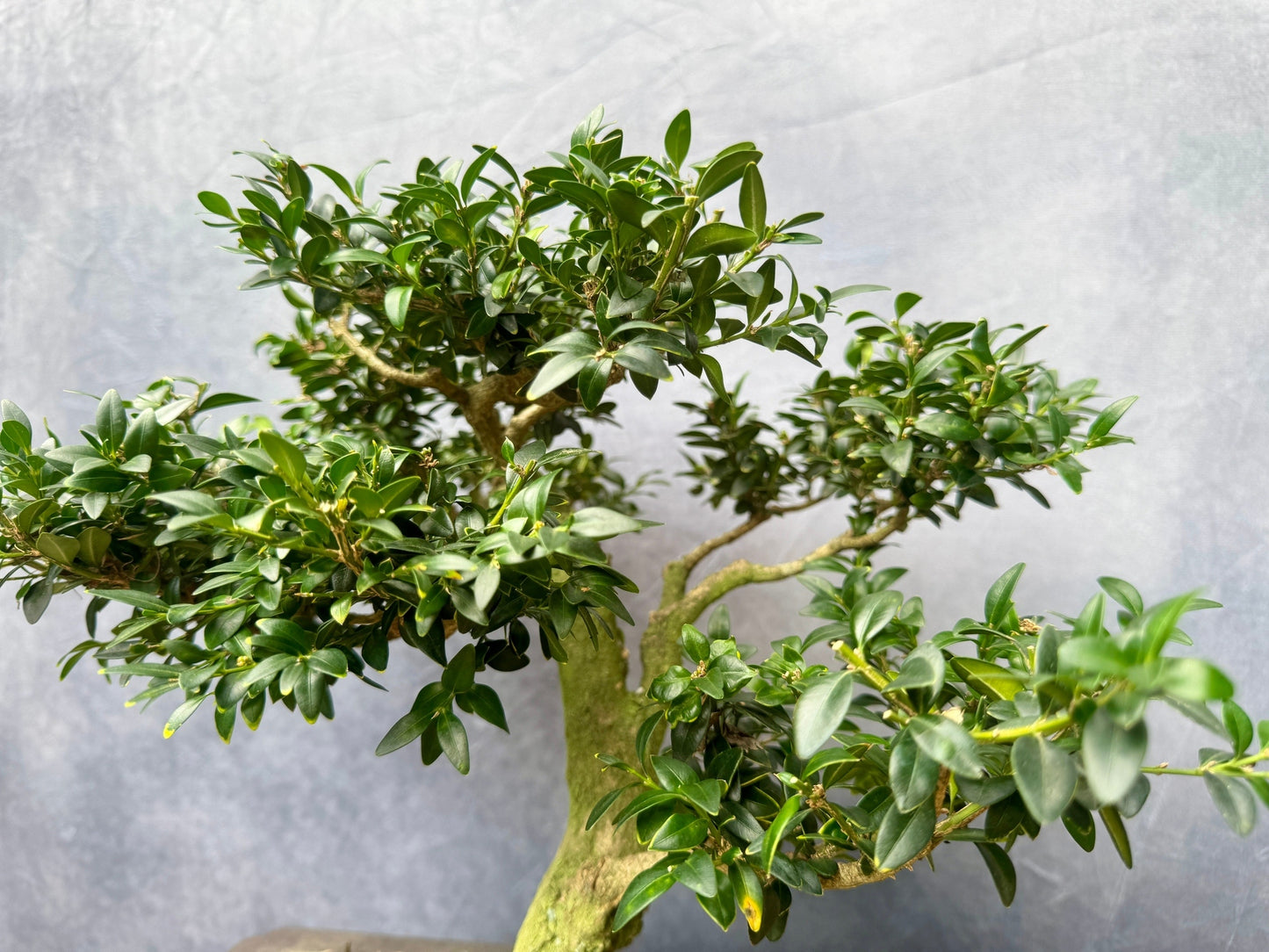 Boxwood #2