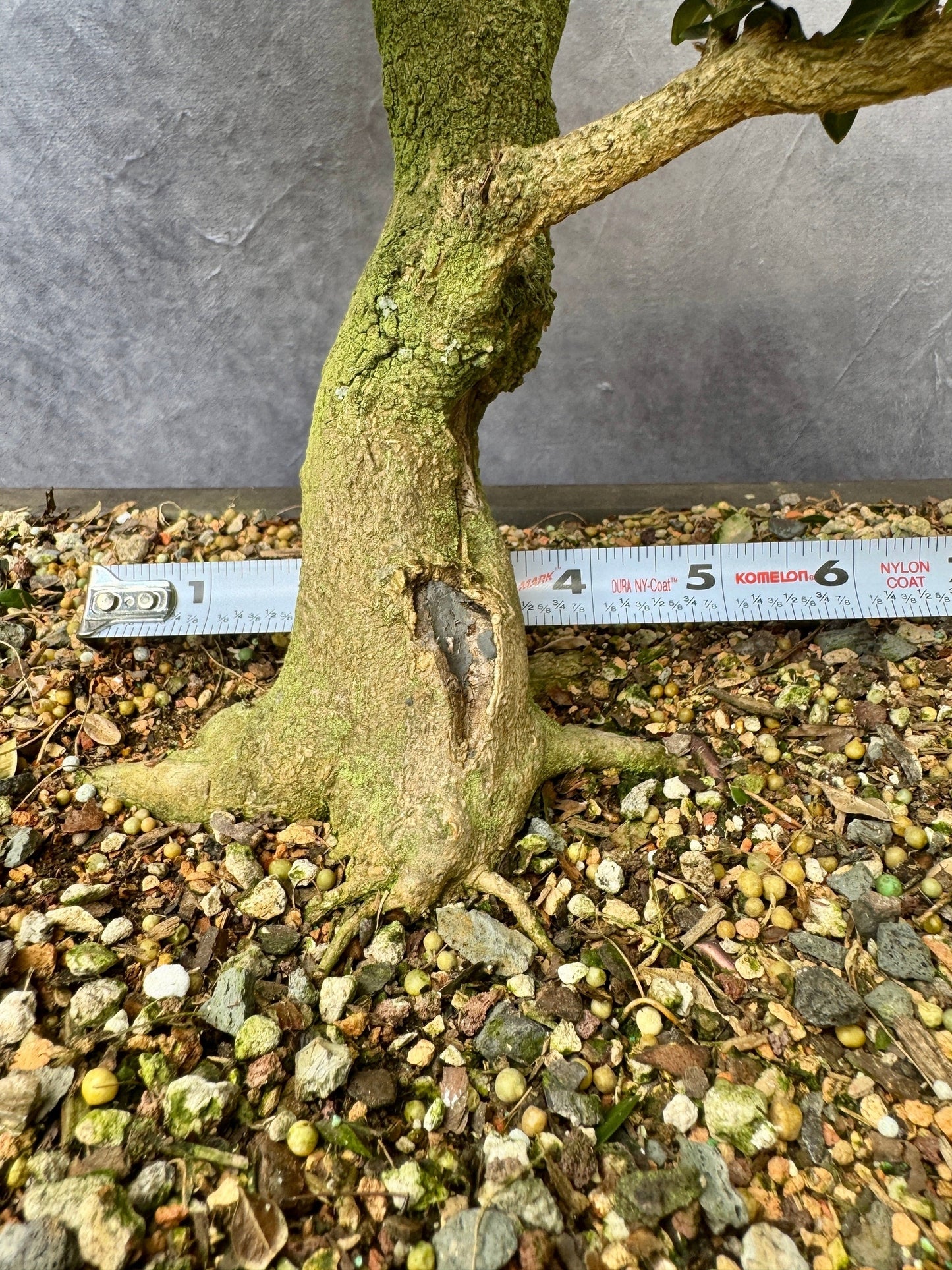 Boxwood #2
