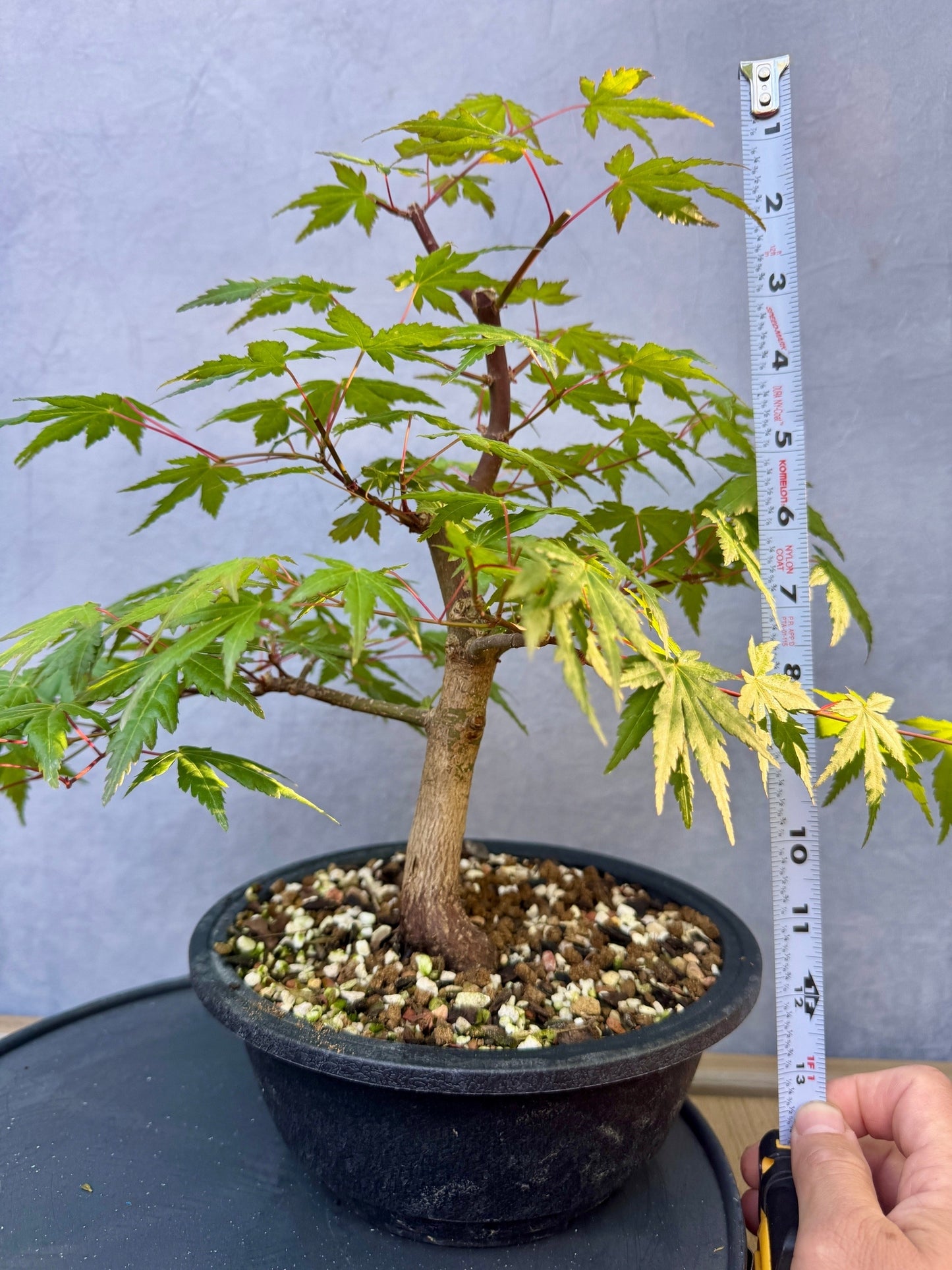Japanese Maple #4