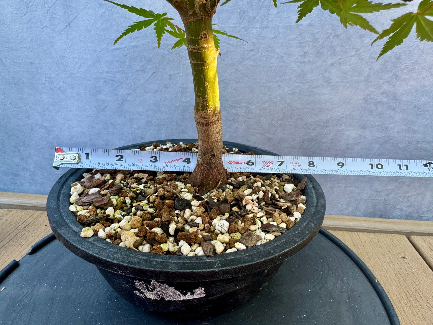 Japanese Maple #5