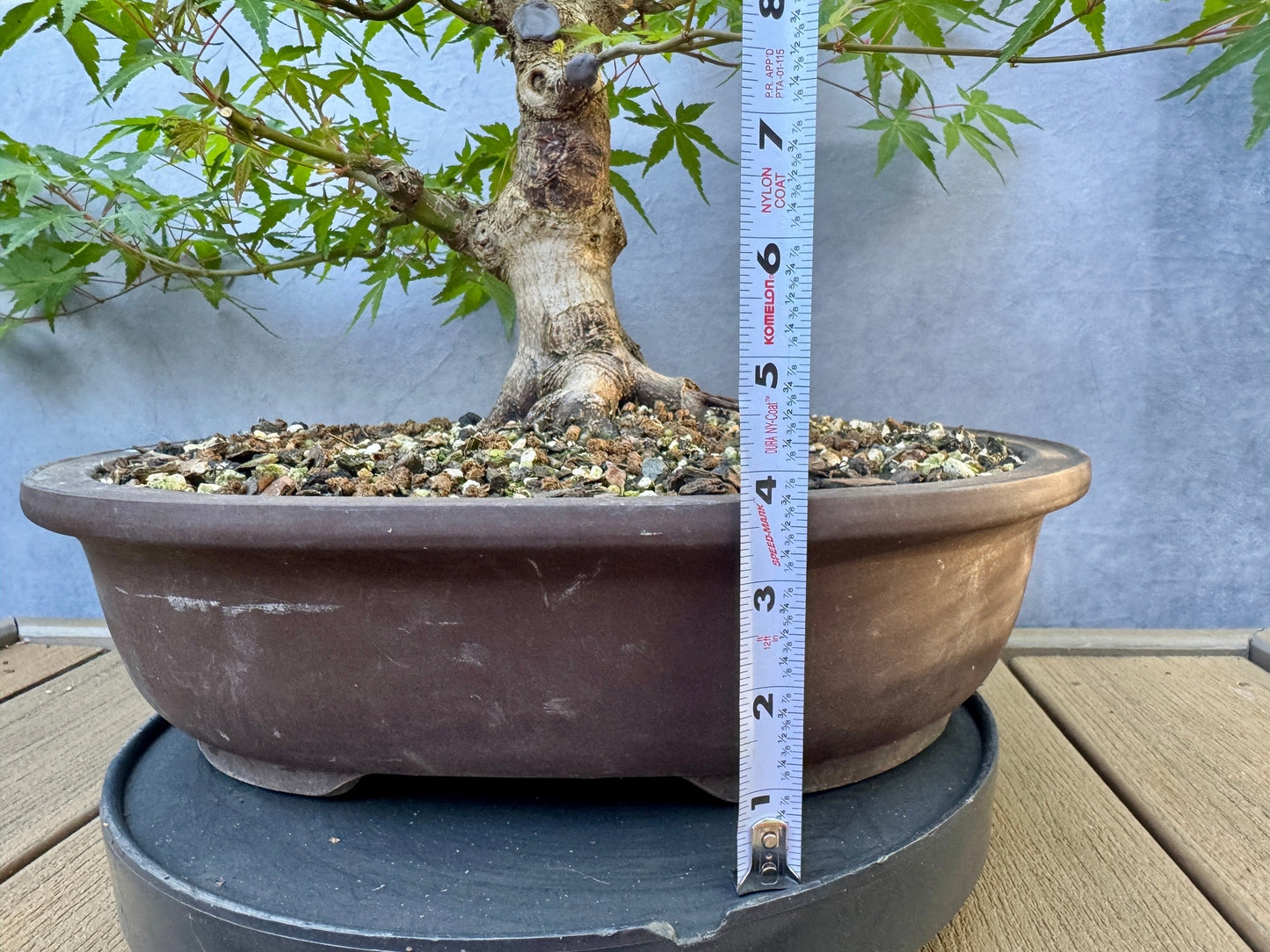Japanese Maple #7