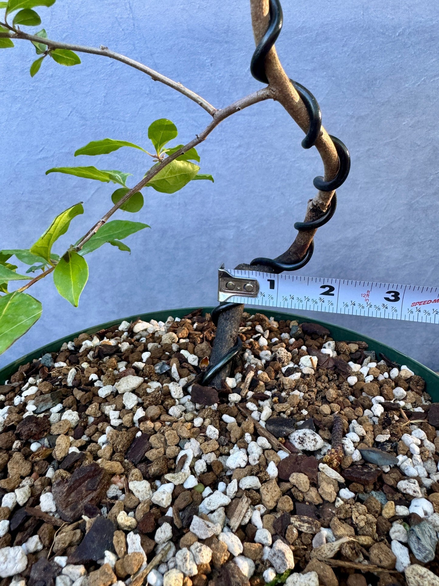Female Princess Persimmon #1