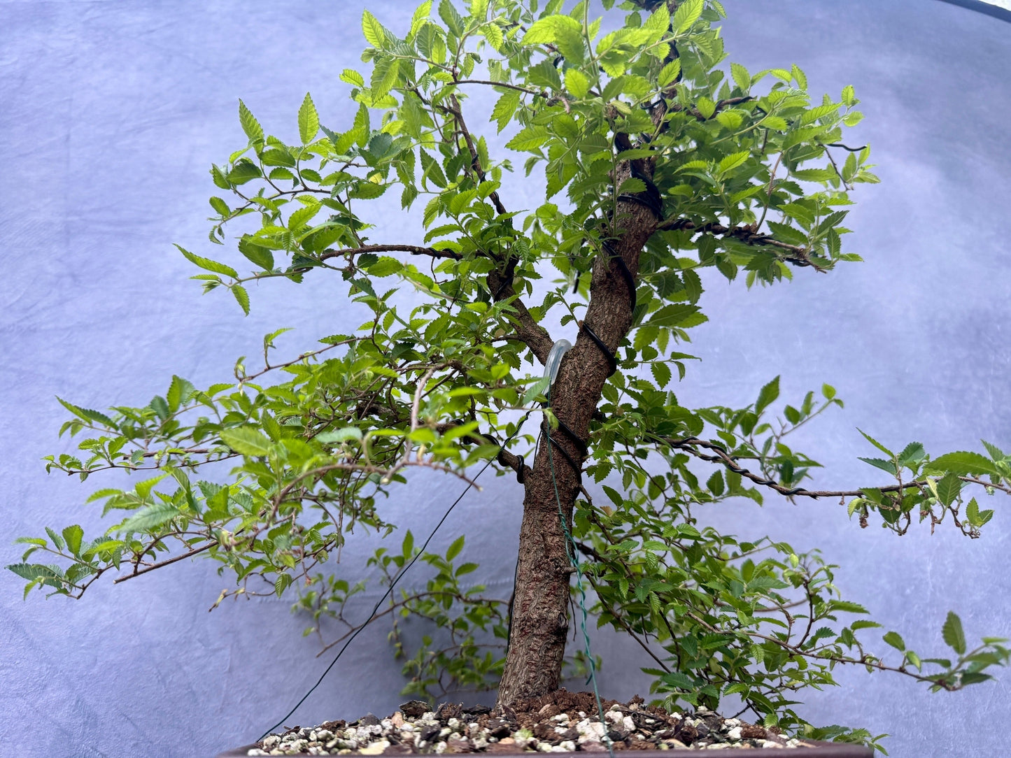 Chinese Elm #2