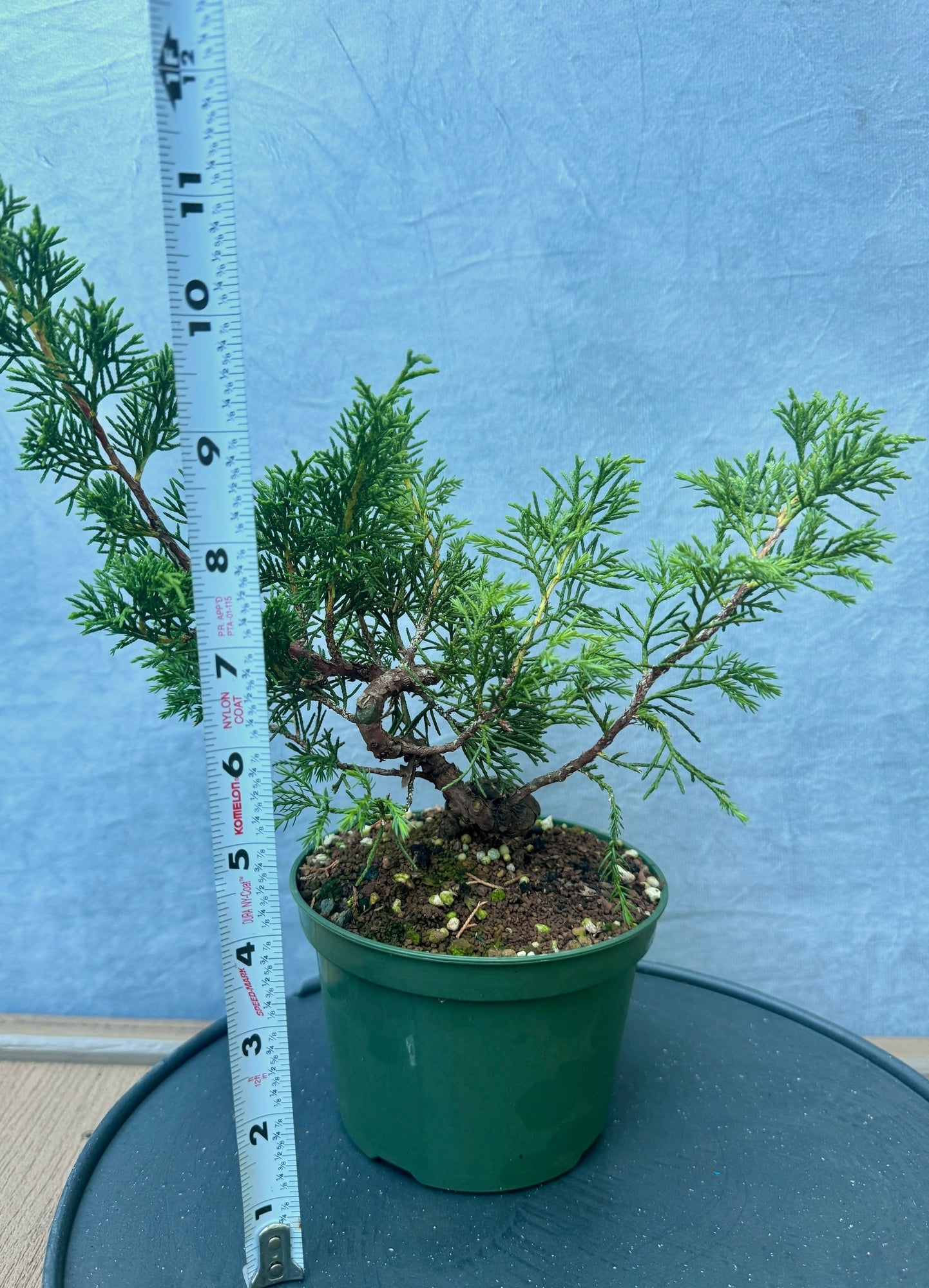 Itiogawa Shimpaku Juniper #1