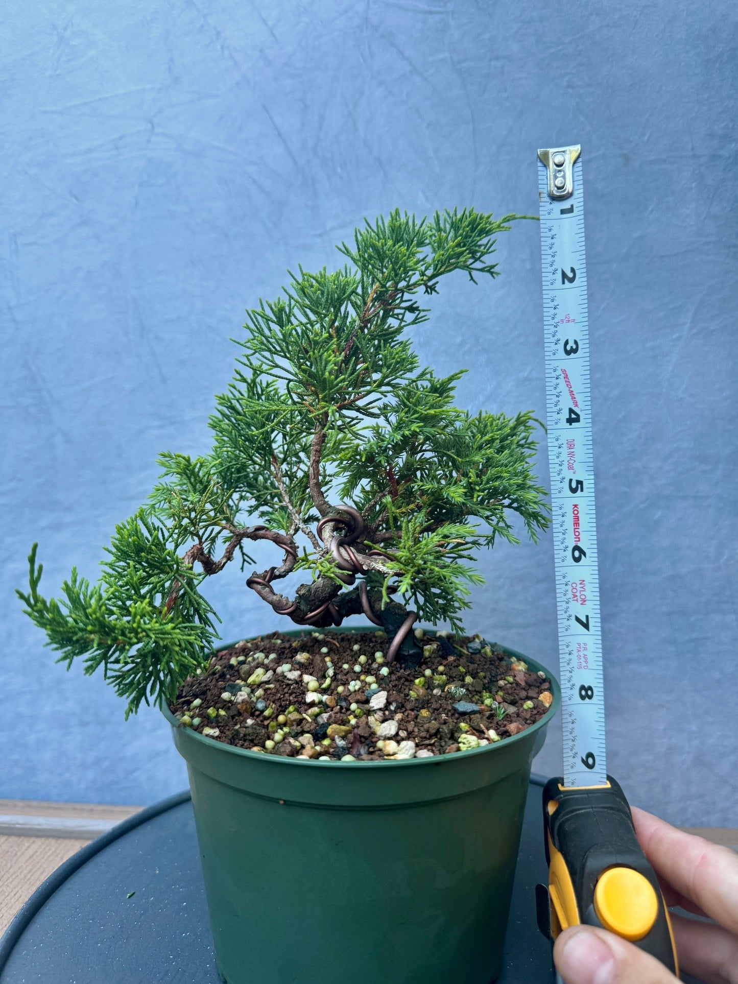 Itiogawa Shimpaku Juniper #2