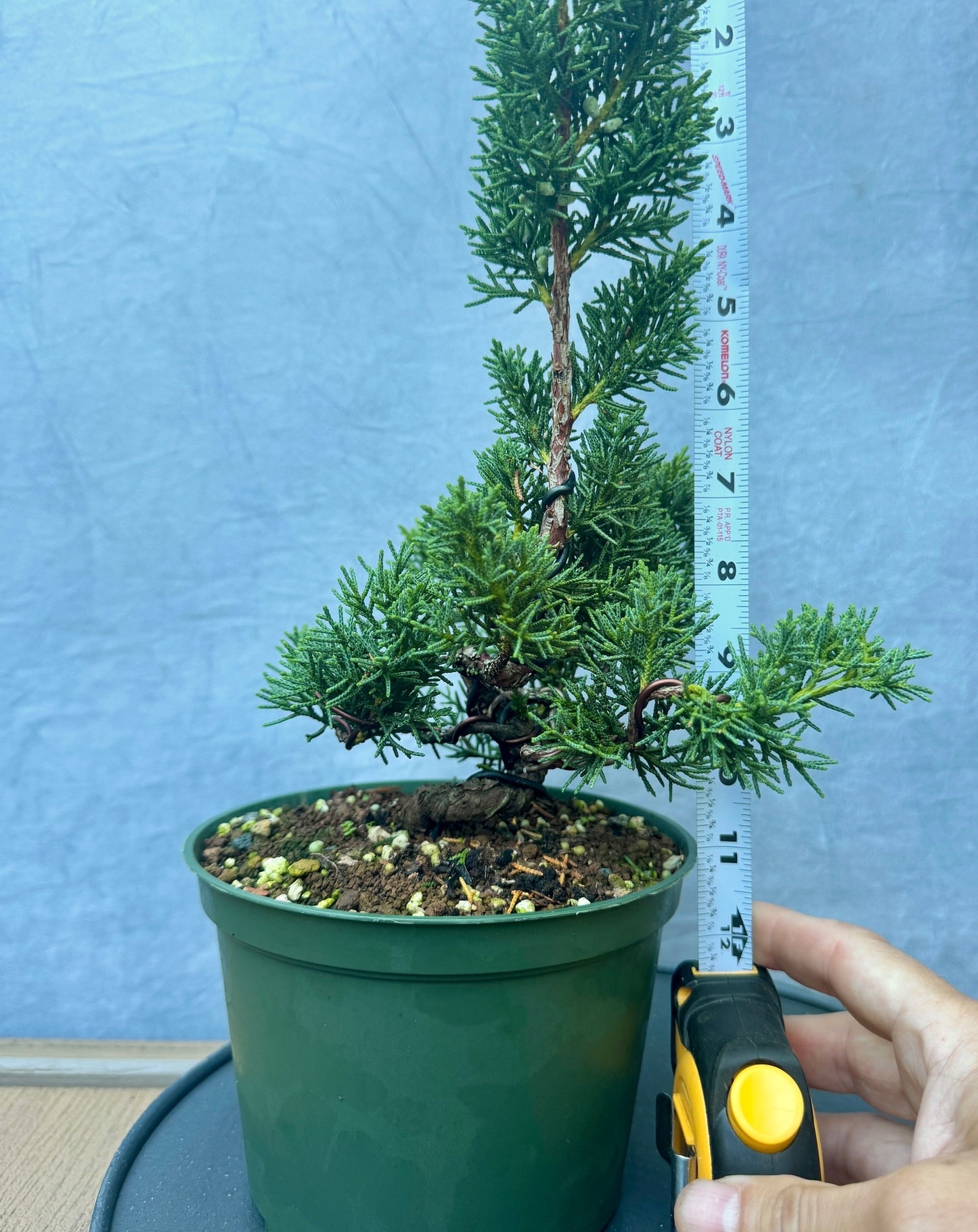 Kishu Shimpaku Juniper #2