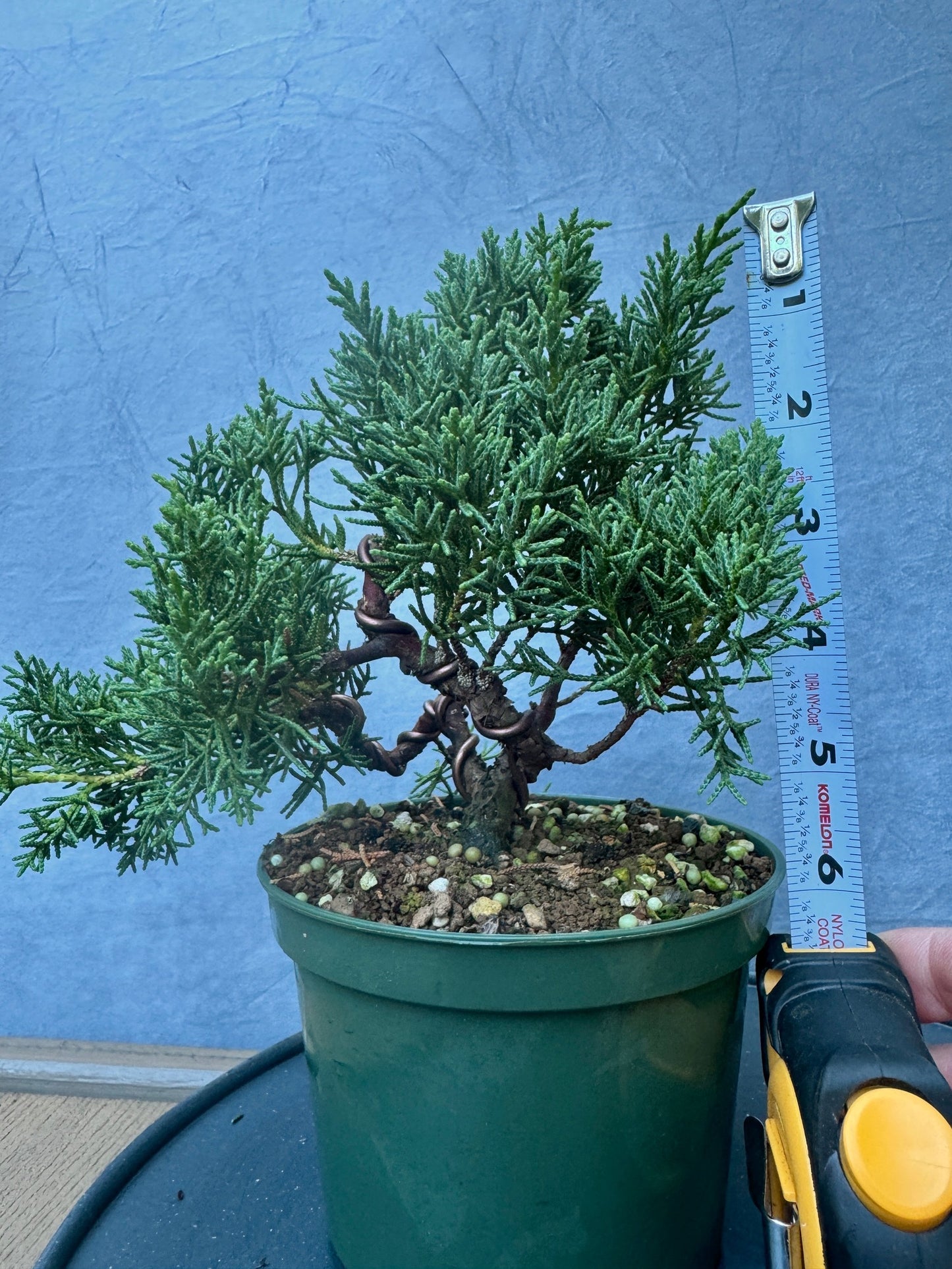 Kishu Shimpaku Juniper #3