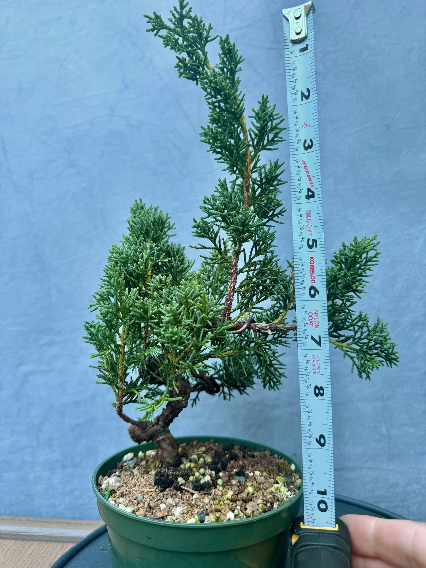 Kishu Shimpaku Juniper #4