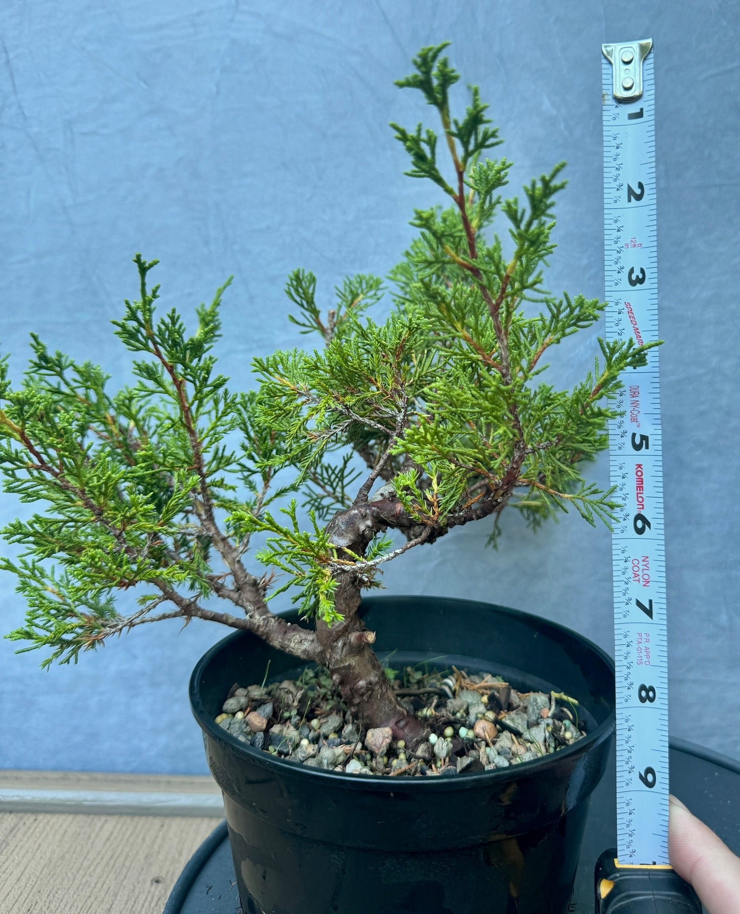 Itiogawa Shimpaku Juniper #3