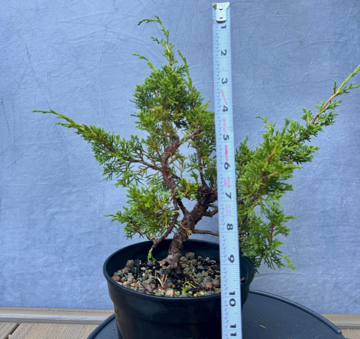 Itiogawa Shimpaku Juniper #4