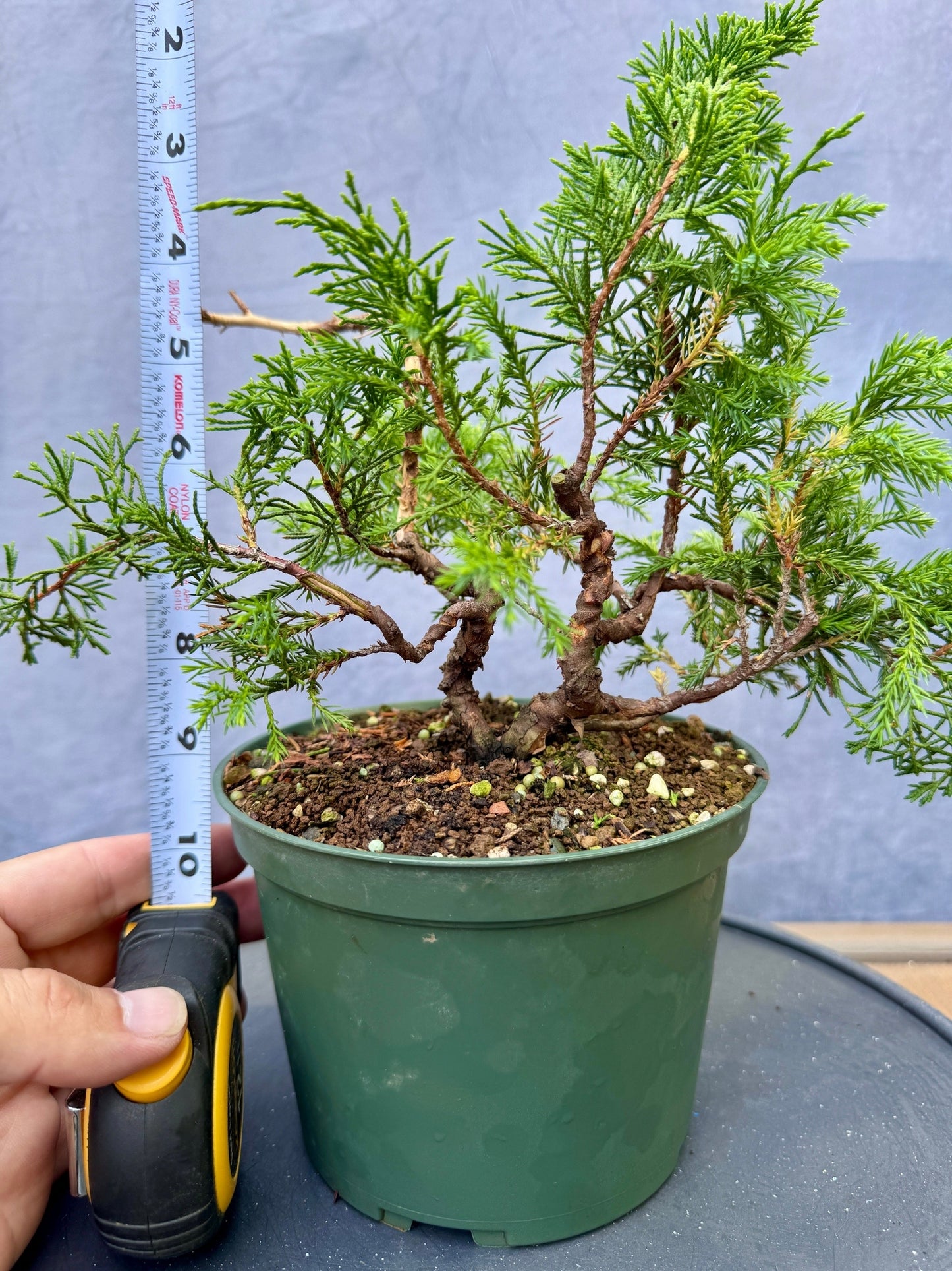 Itiogawa Shimpaku Juniper #5