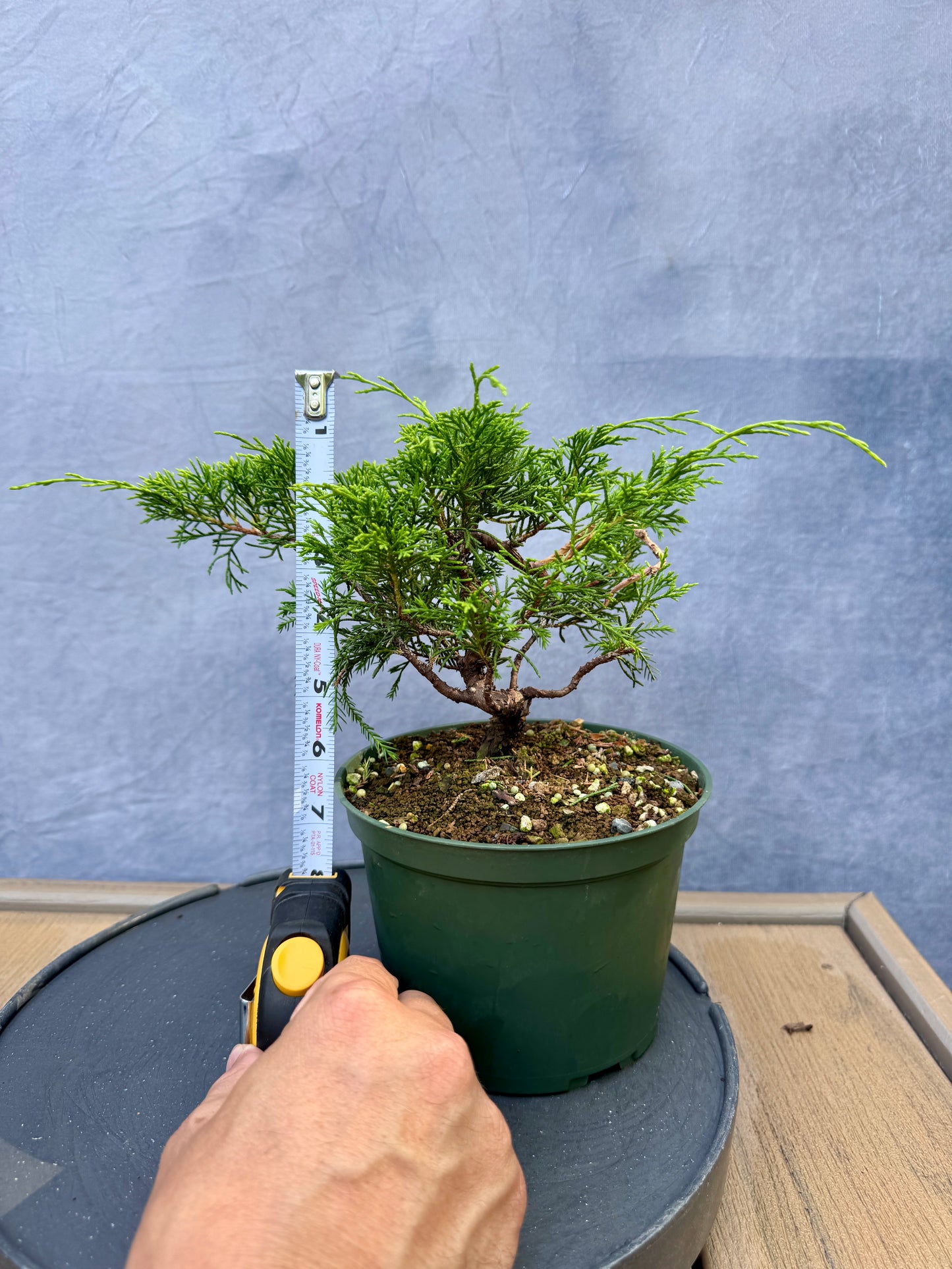 Itiogawa Shimpaku Juniper #6