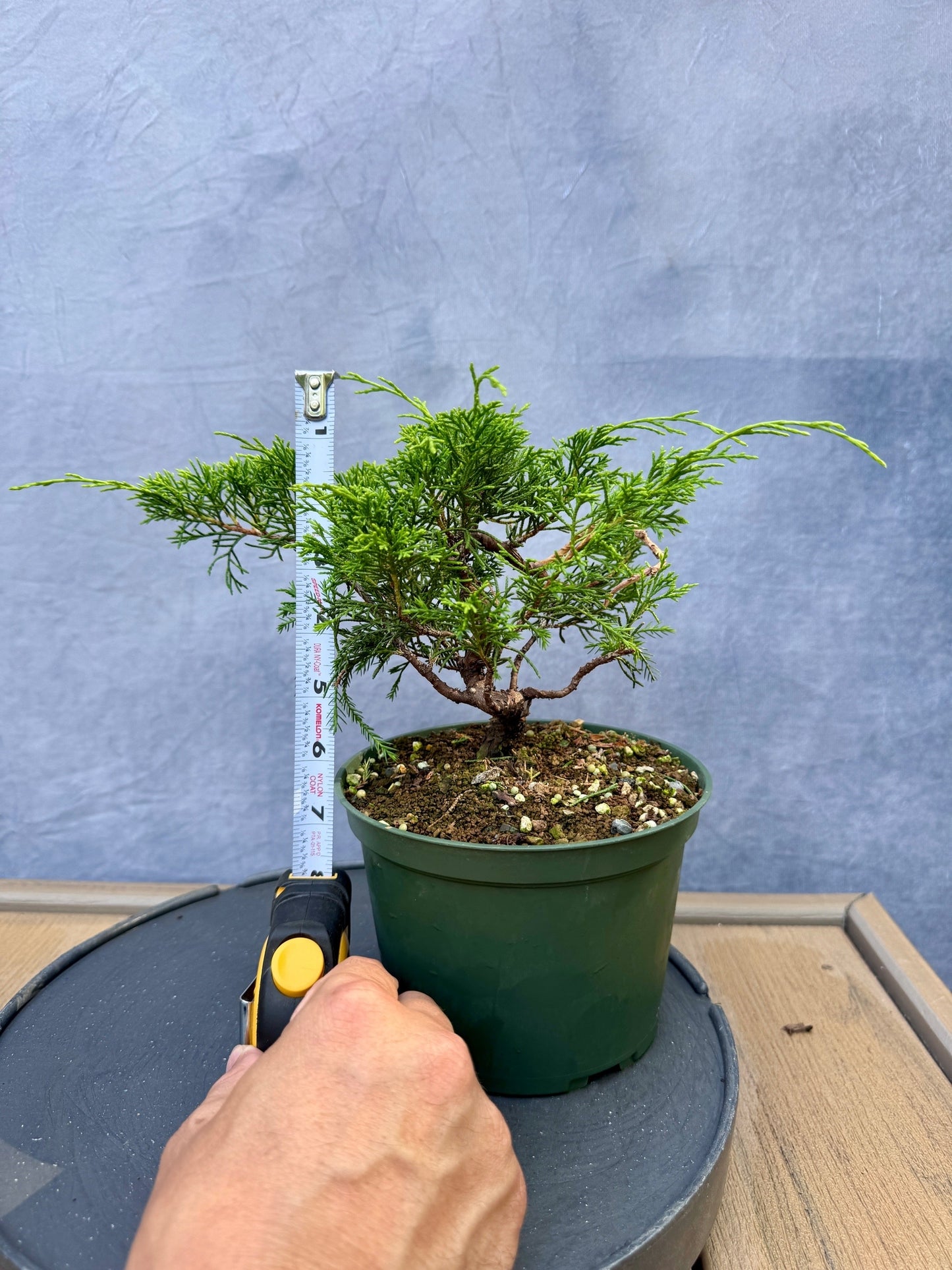 Itiogawa Shimpaku Juniper #6