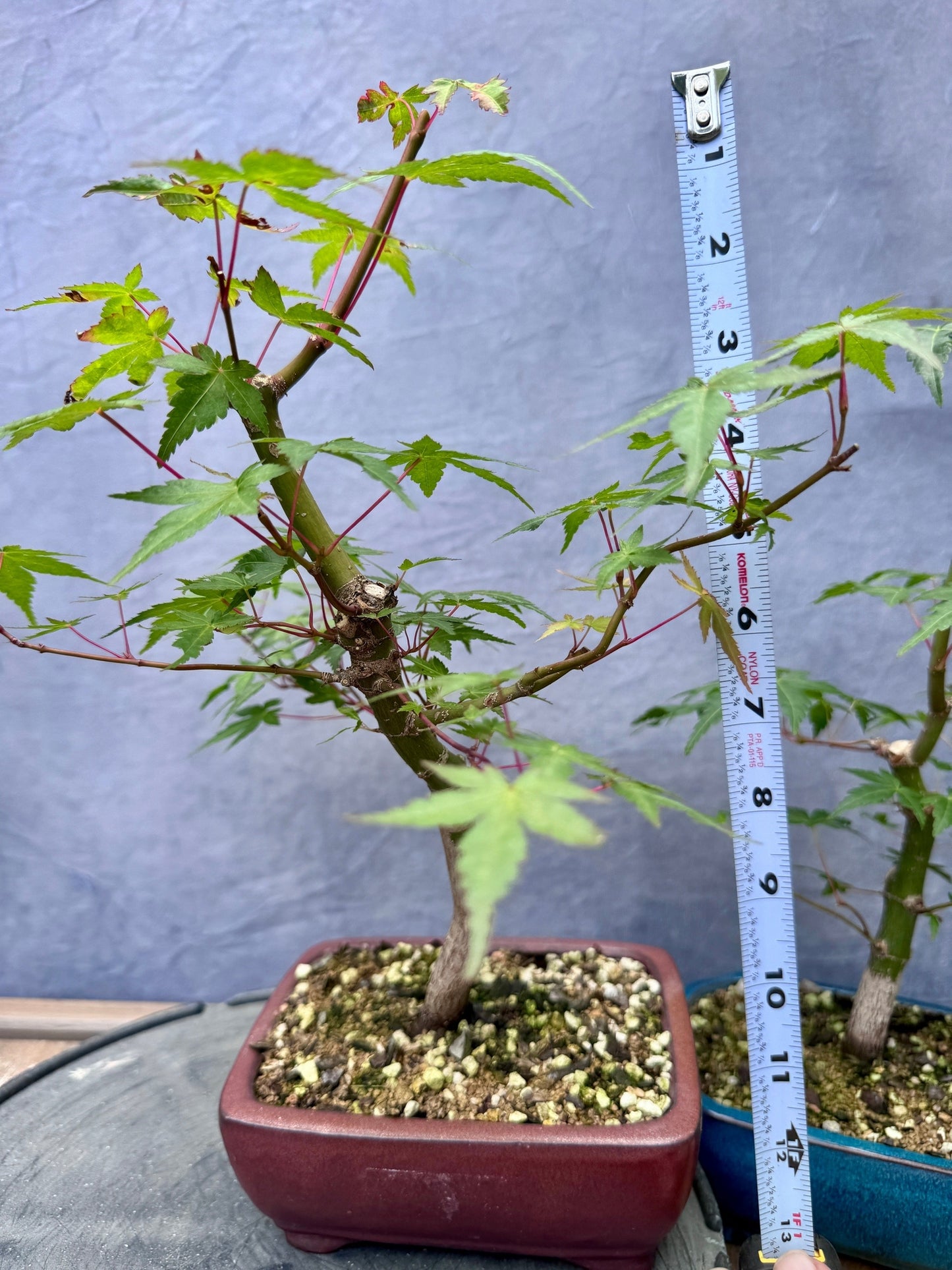 Japanese Maple Duo