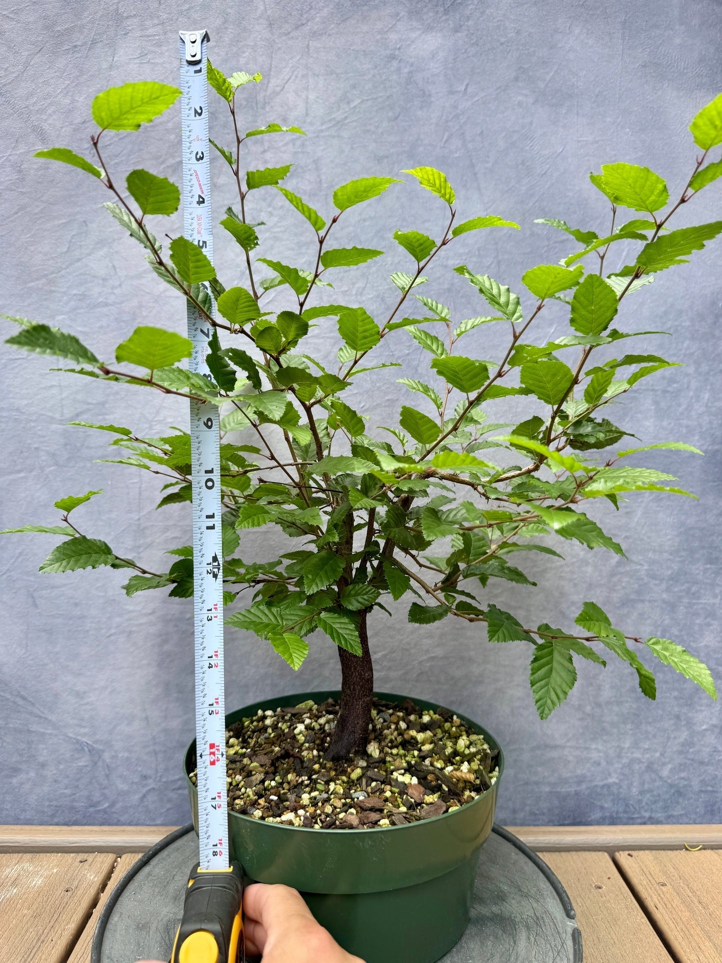 Korean Hornbeam #1