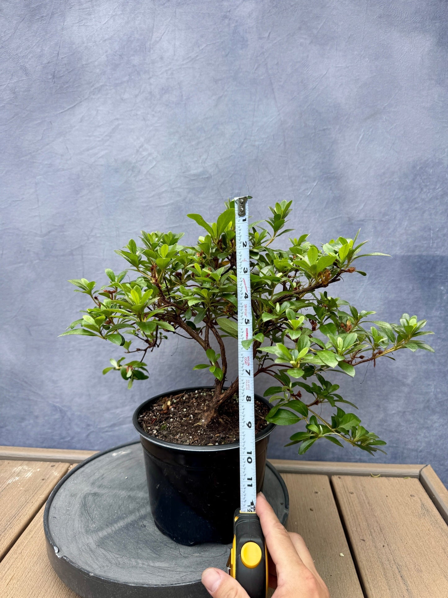 Asahi-no-Hikari Satsuki Azalea