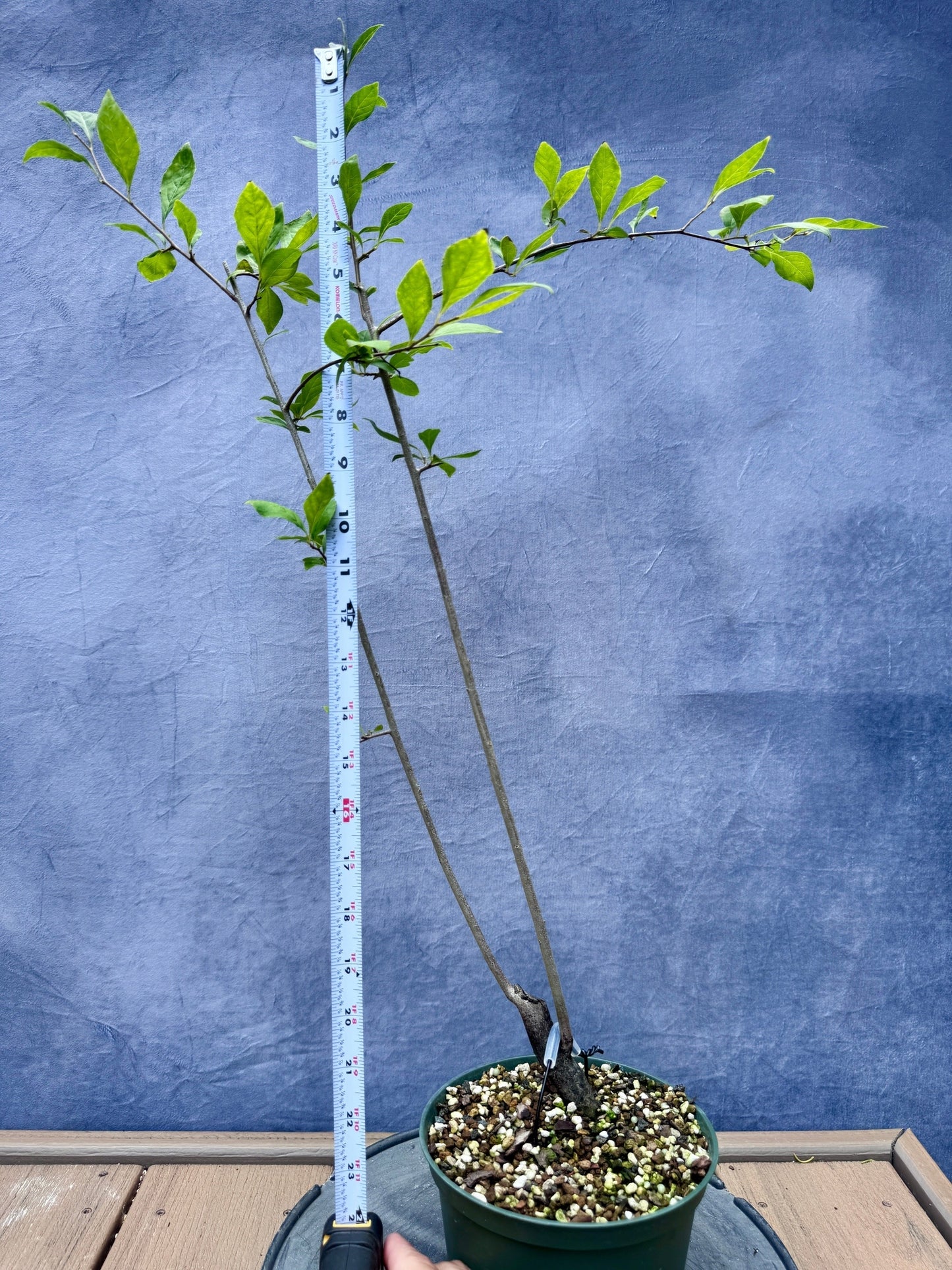 Female Princess Persimmon #8