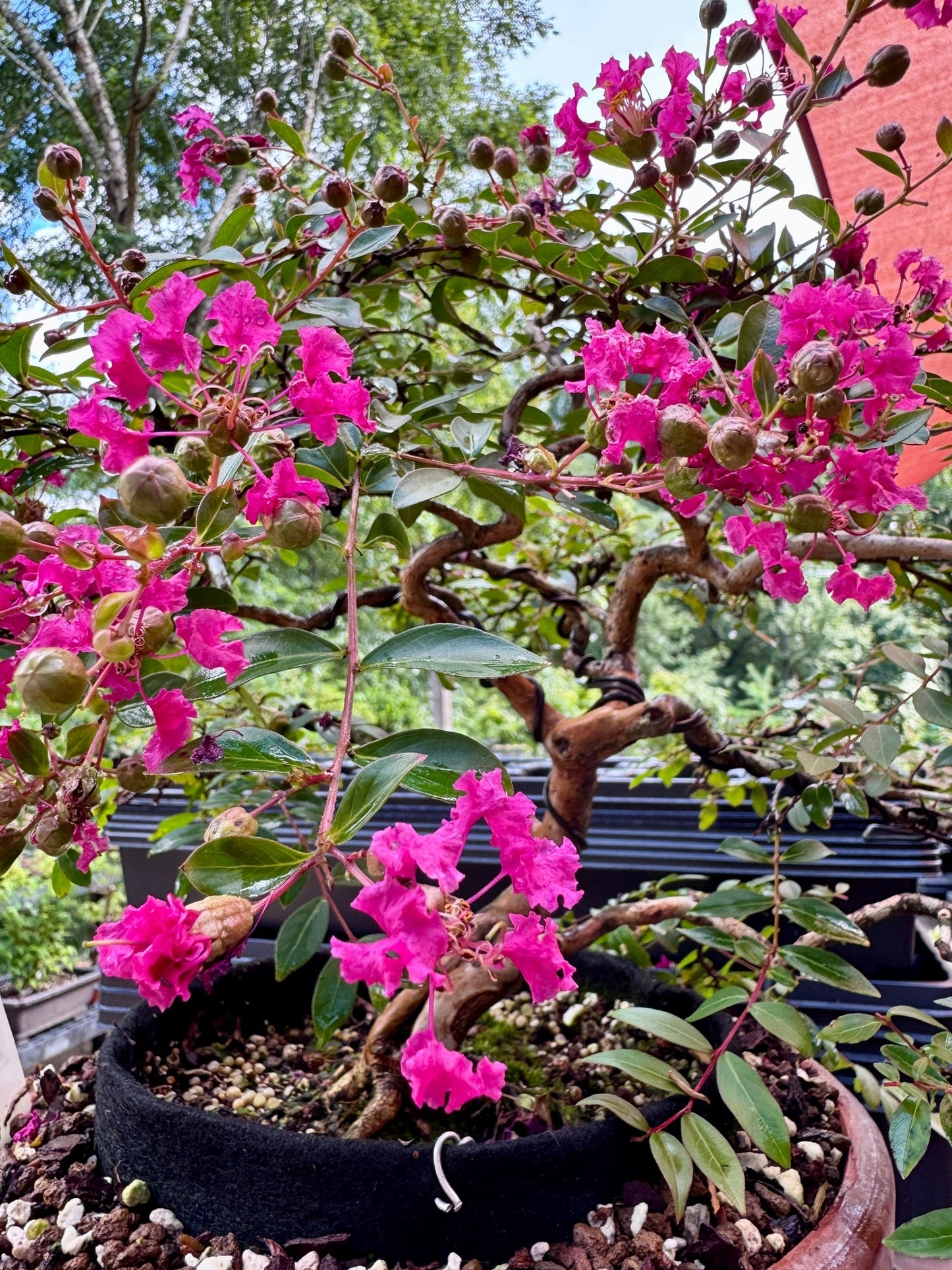 Dwarf Weeping Crape Myrtle #2