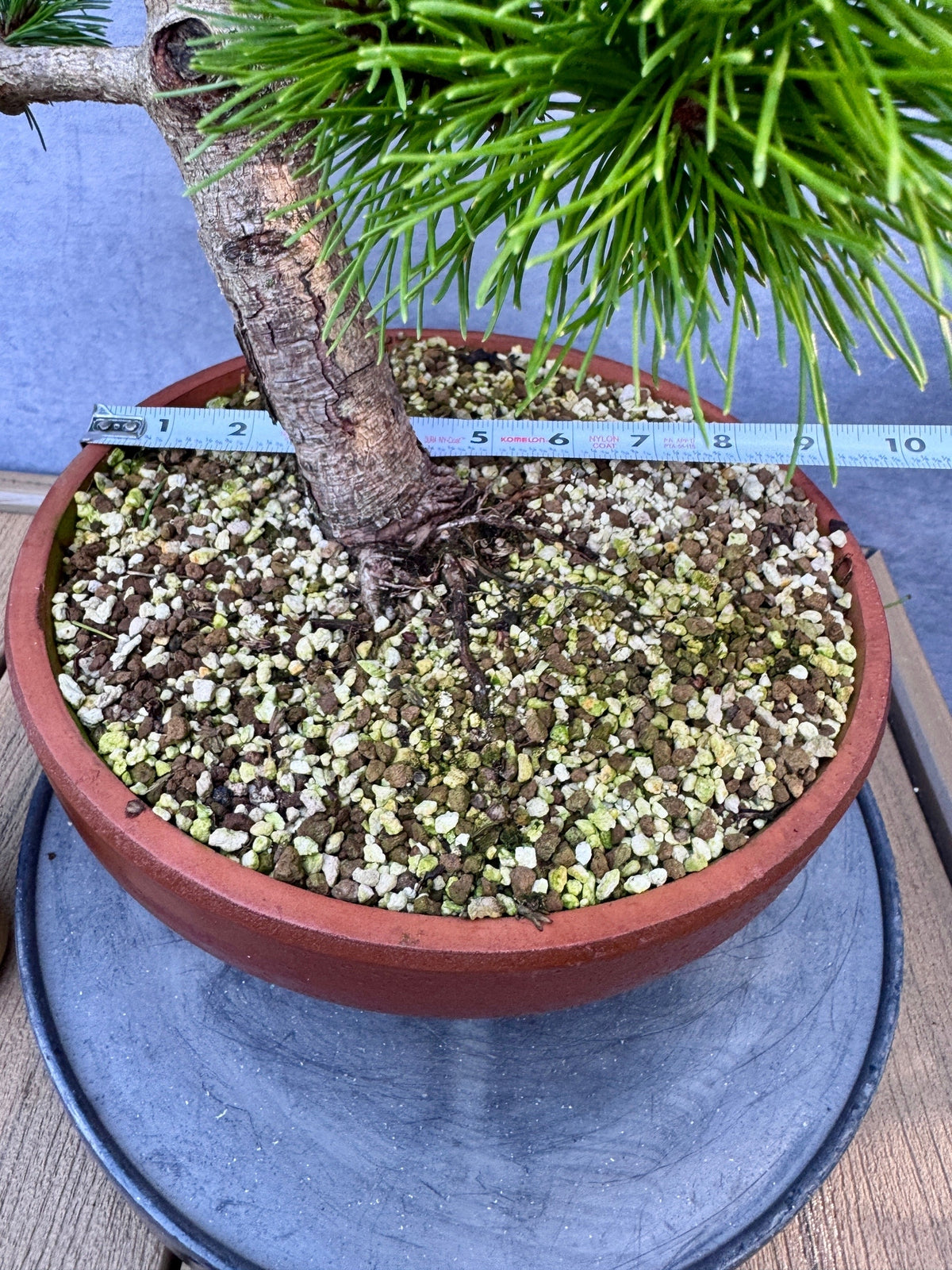 'Jane Kluis' Japanese Red Pine #1
