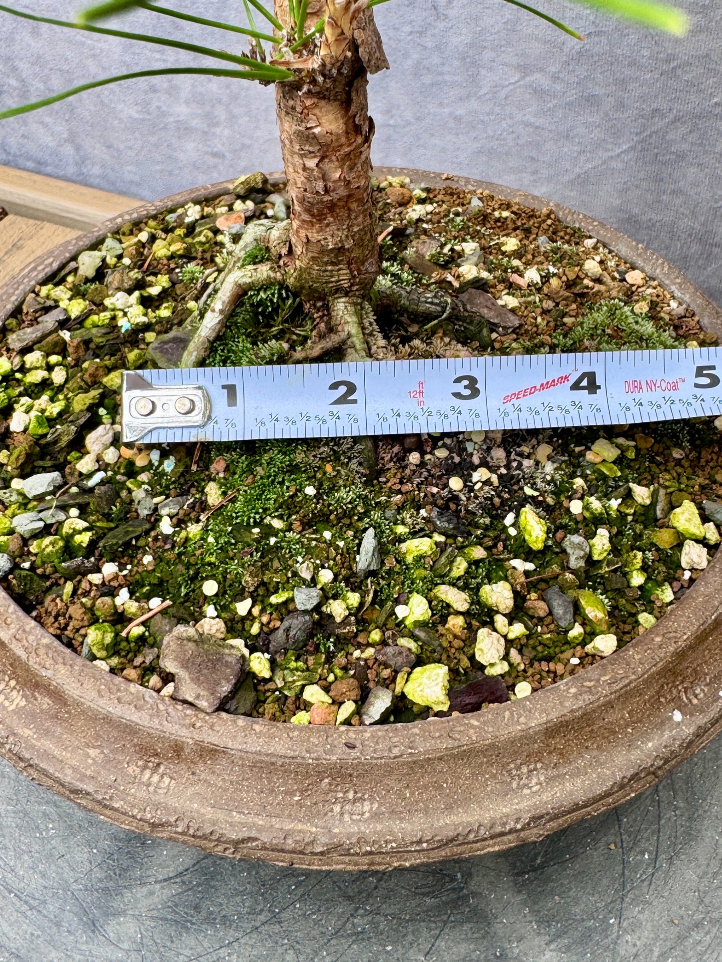 Japanese Black Pine #3