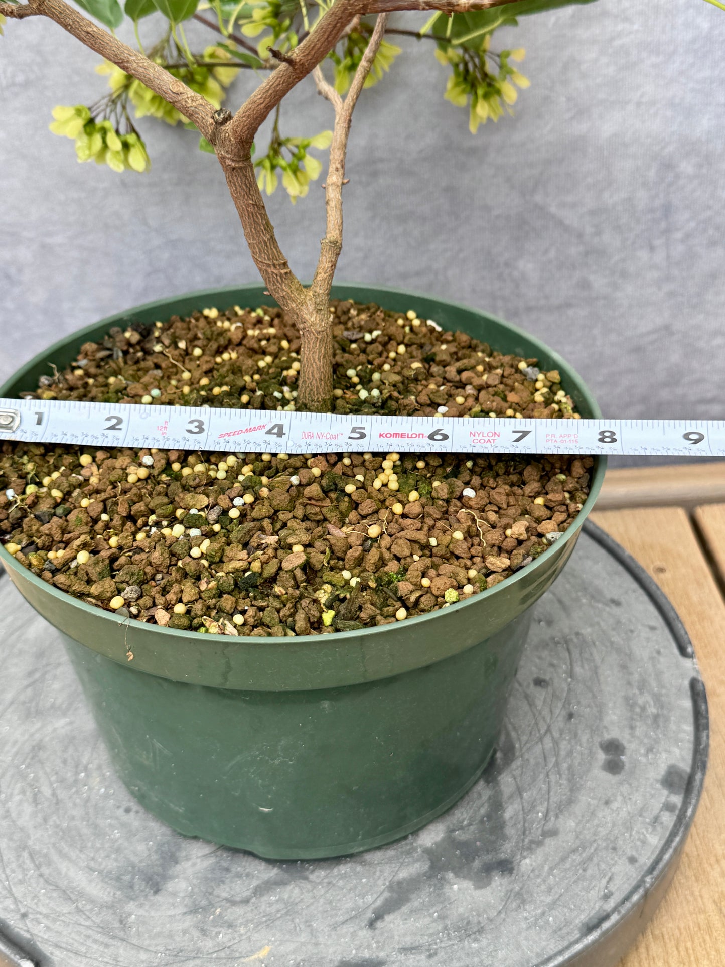 'Miyasama Yatsubusa' Trident Maple #4