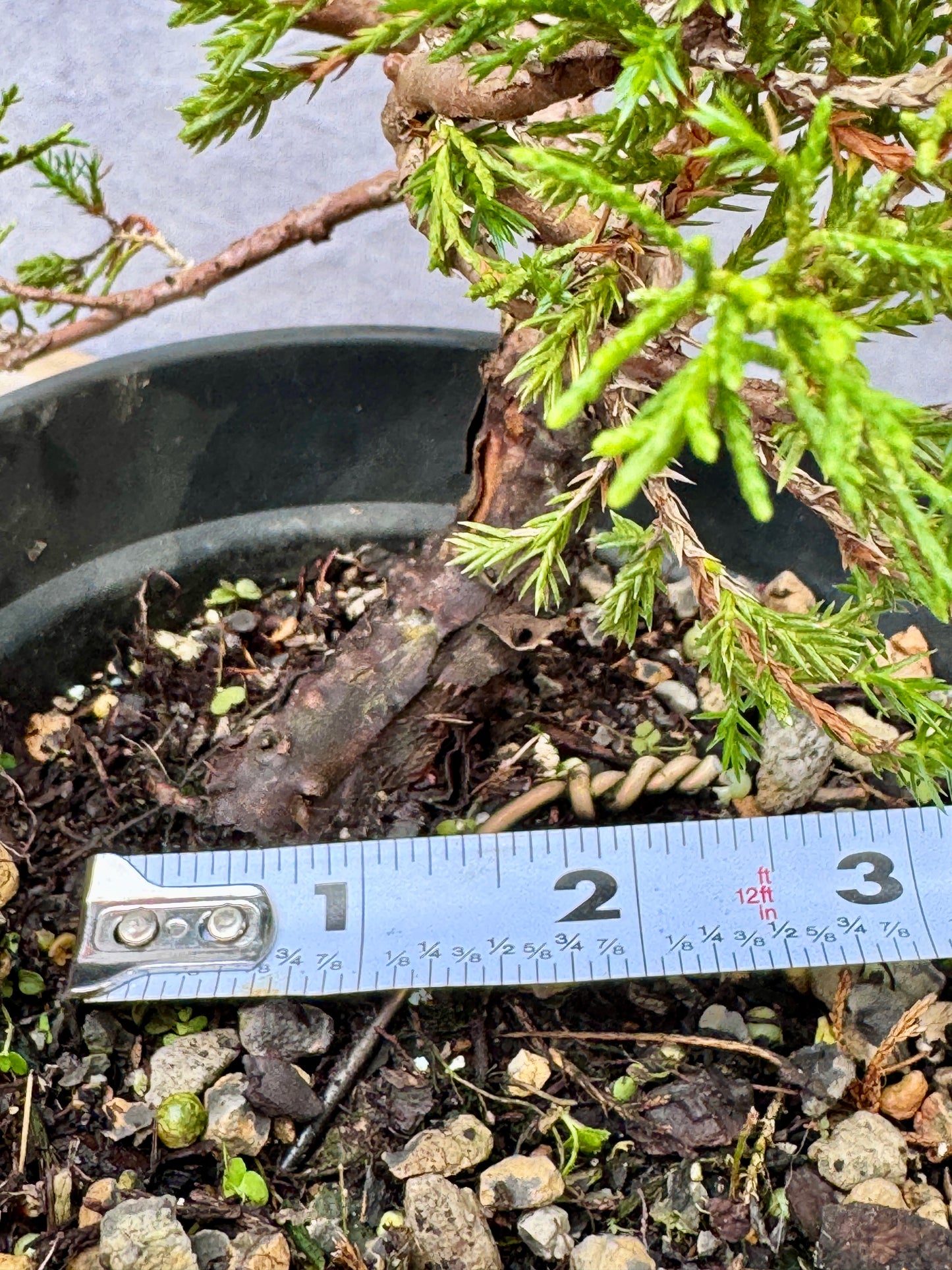 Itiogawa Shimpaku Juniper #10