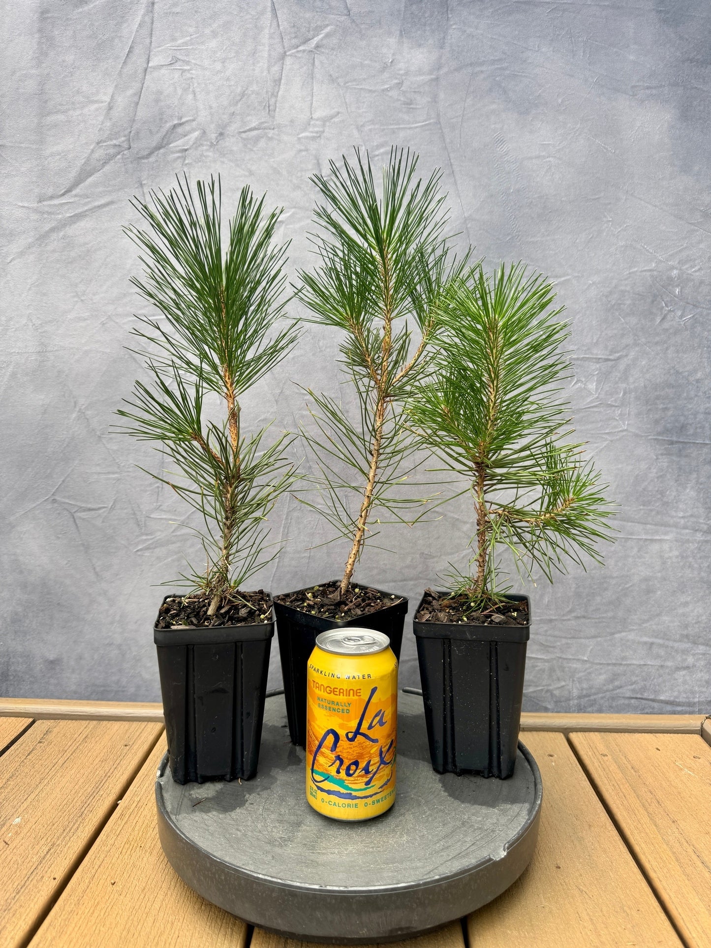 Japanese Black Pine