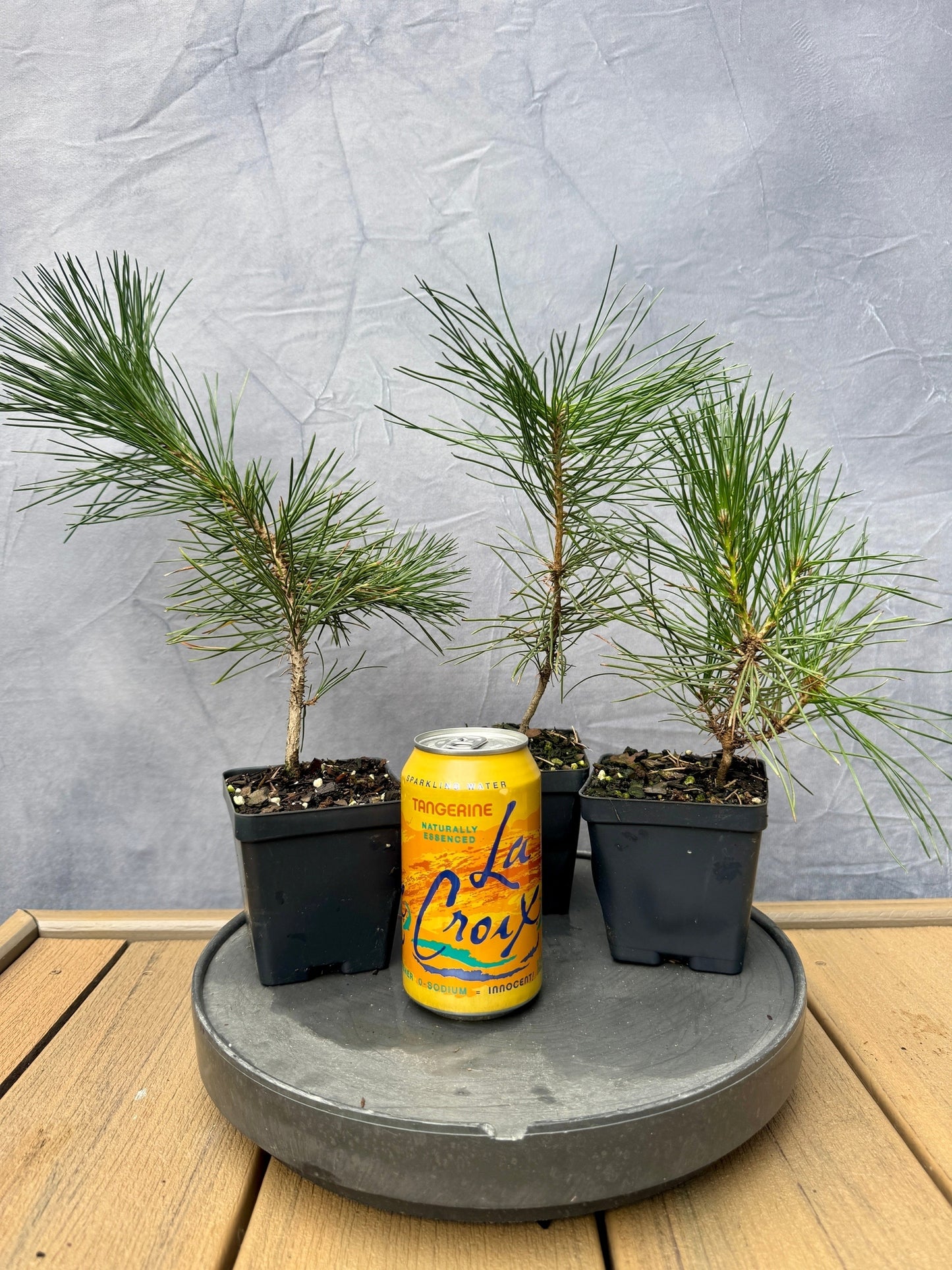 Japanese Black Pine