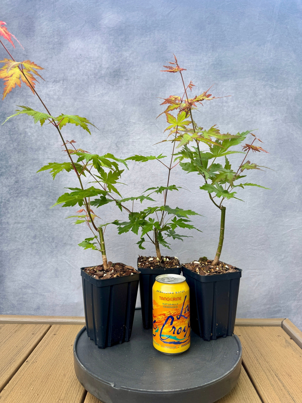 Japanese Maple