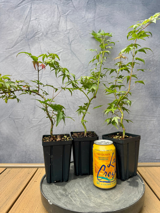 Japanese Maple - Twisted/Wired