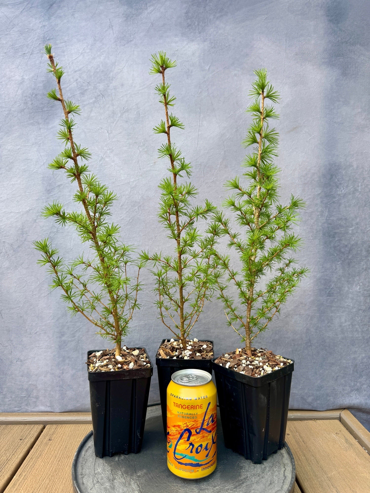 4.ポポラスフェアリーハーフリース Japanese Larch | Appalachian Plantworks