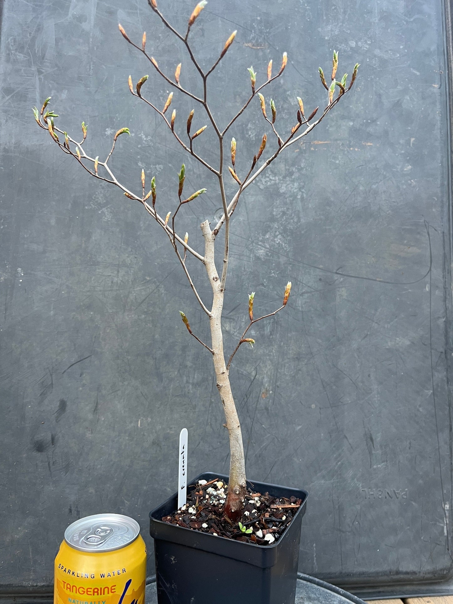 Japanese Beech