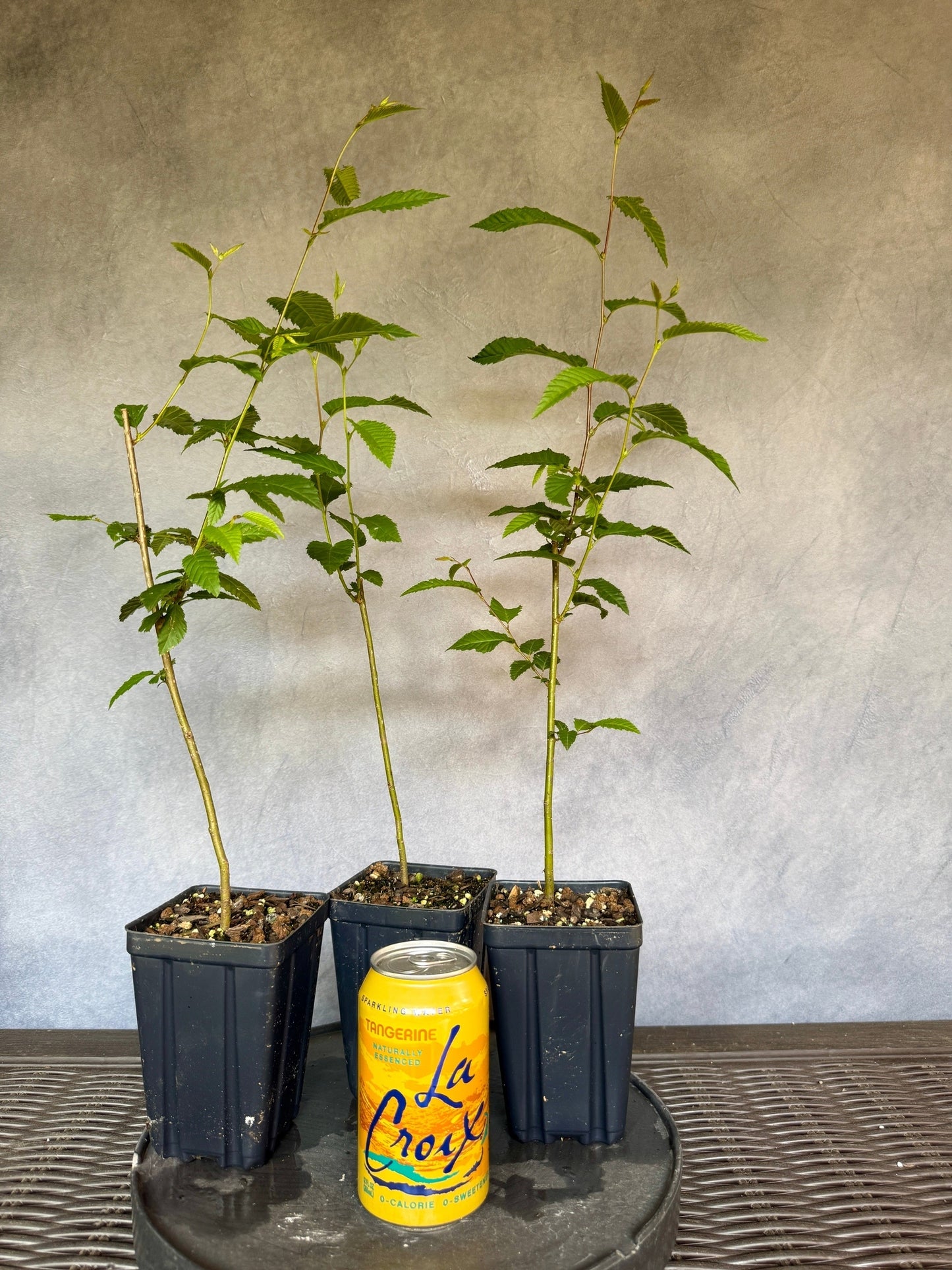 Japanese Hornbeam