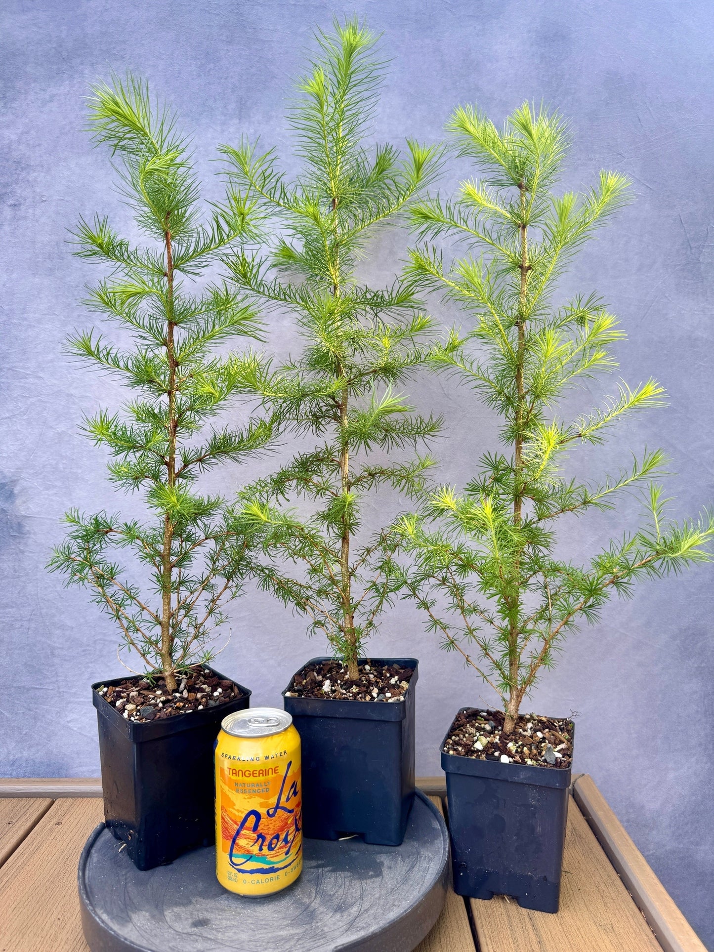 Japanese Larch